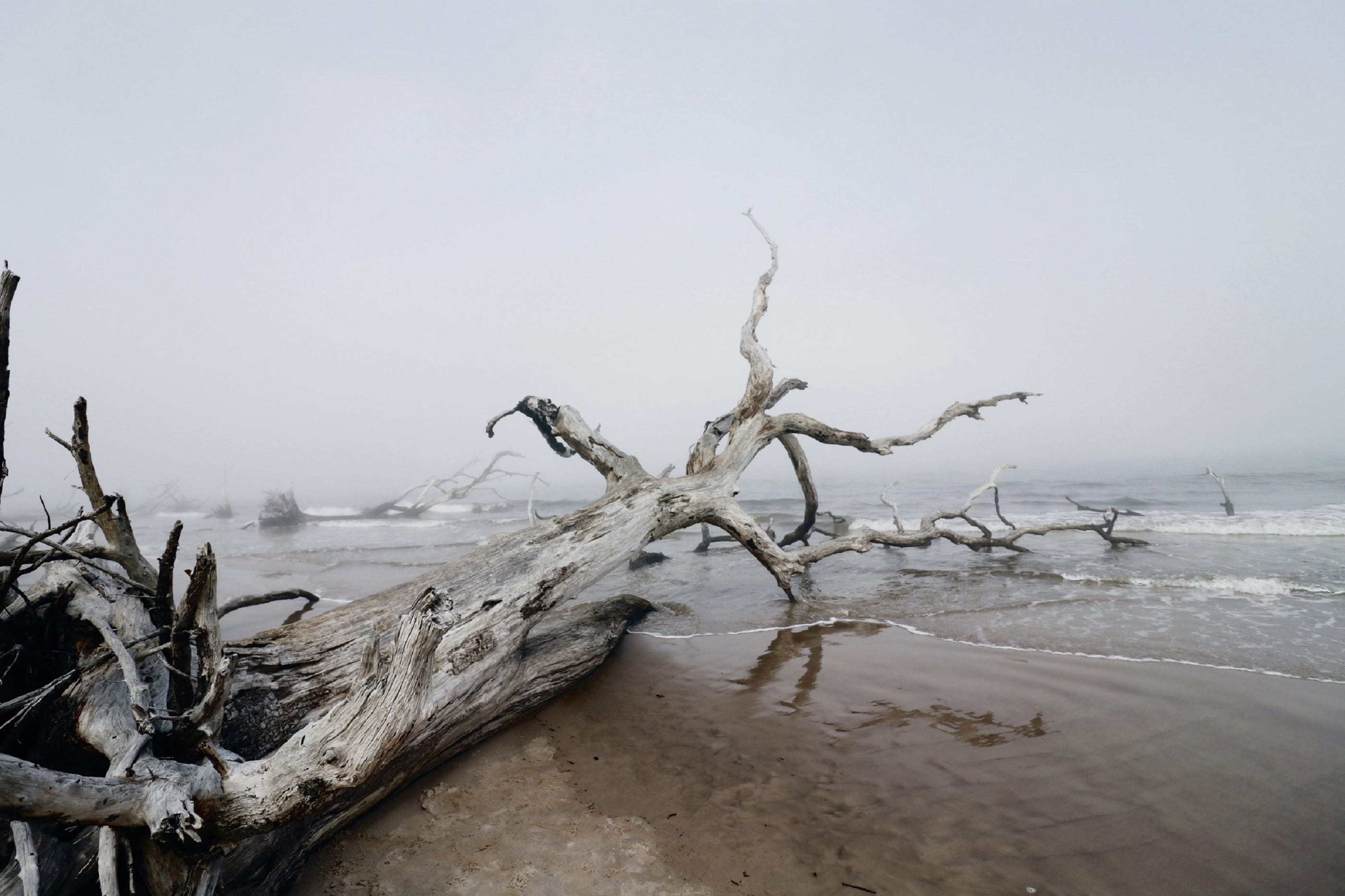 wood, beauty in nature, wood - material, no people, branch, trees, jacksonville, 2K, big talbot island state park, tranquil scene, snow, united states, HD Wallpaper