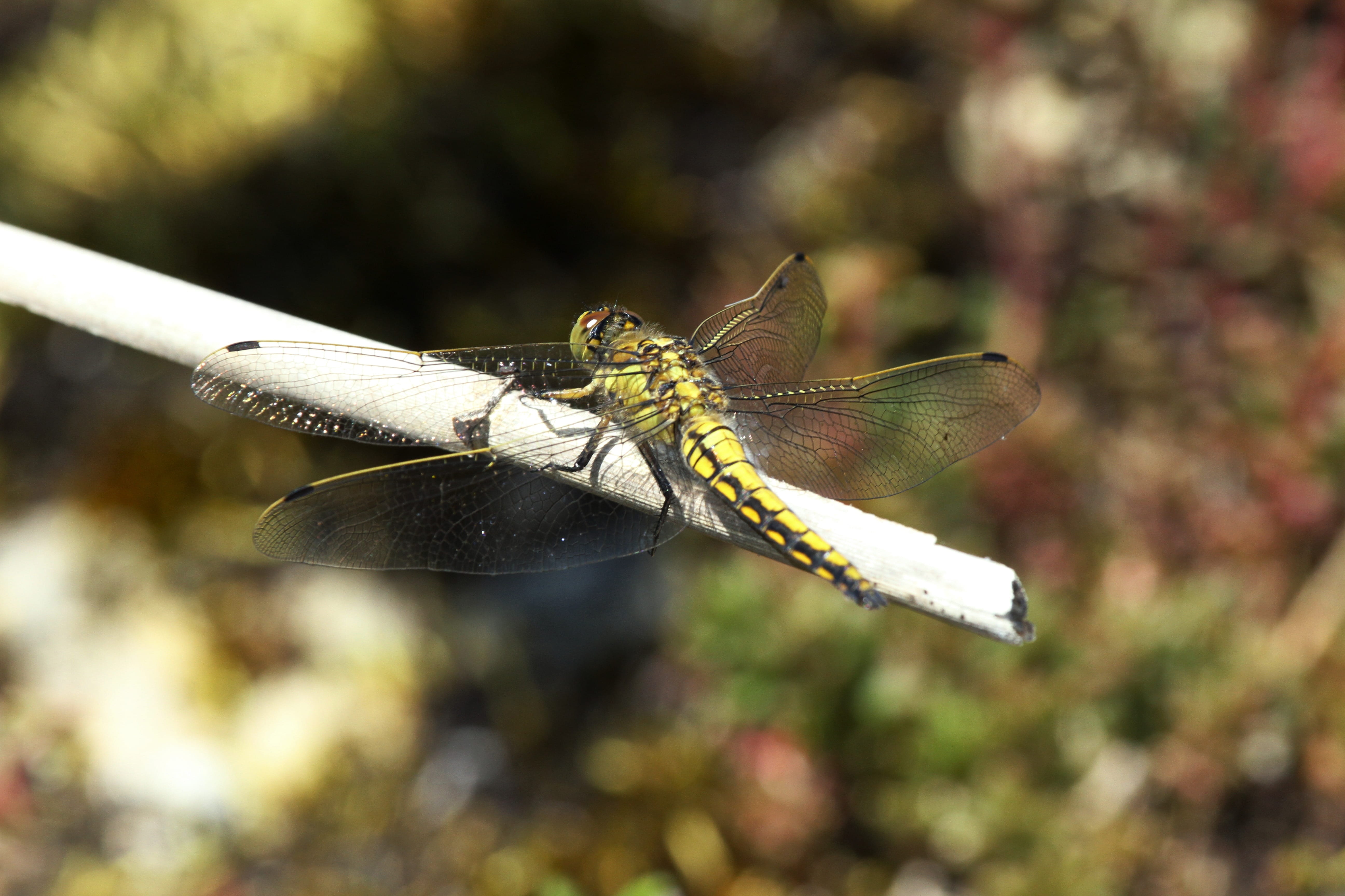 beauty in nature, fly, komplexaugen, acrobatics, fragility, animal themes, focus on foreground, animals in the wild, flower, lake, animal wing, invertebrate, HD Wallpaper