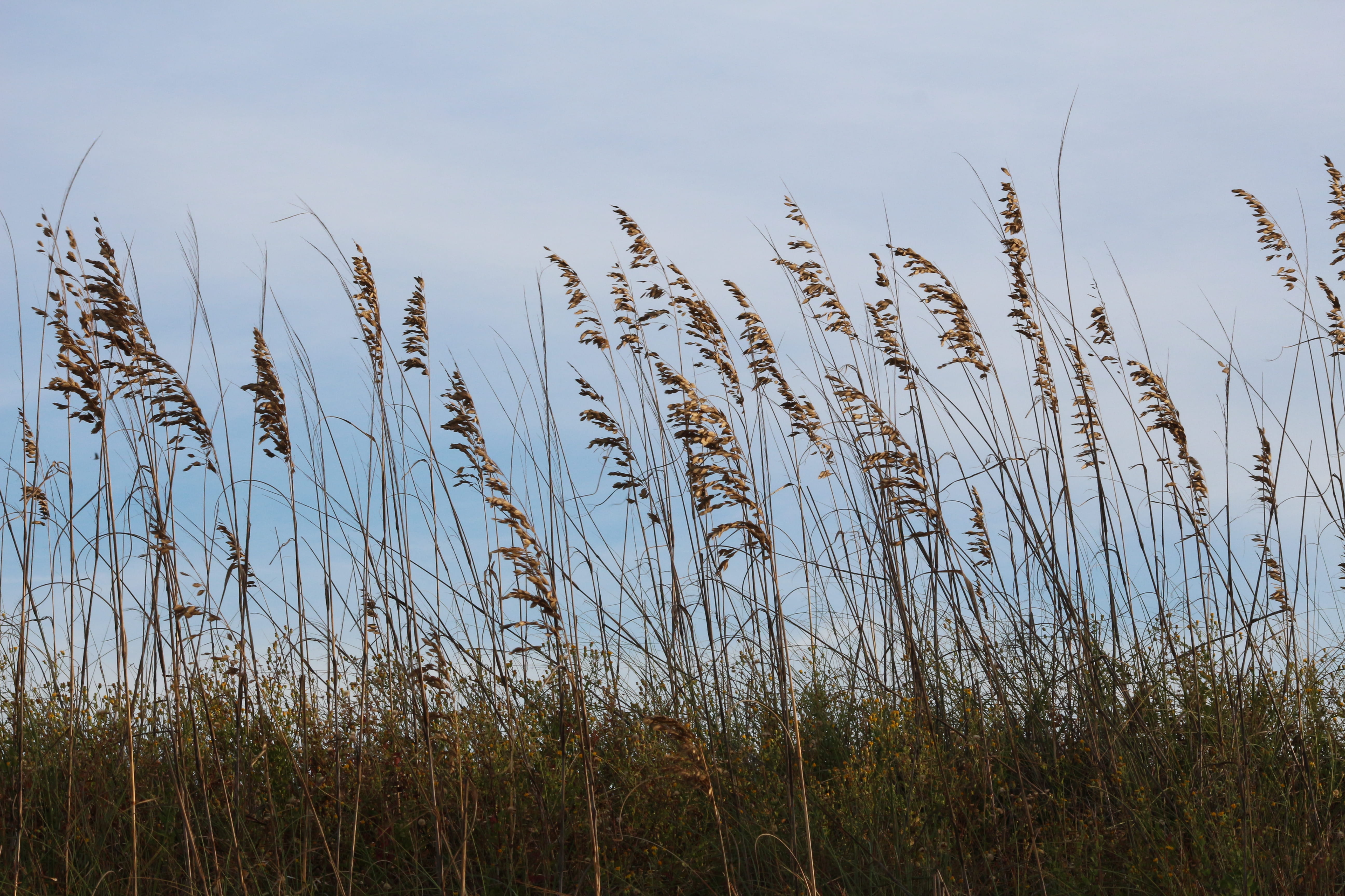 grass, united states, growth, plant, environment, stalk, nature, sky, agriculture, outdoors, field, beach wild grass, no people, scenics - nature, 5K, HD Wallpaper