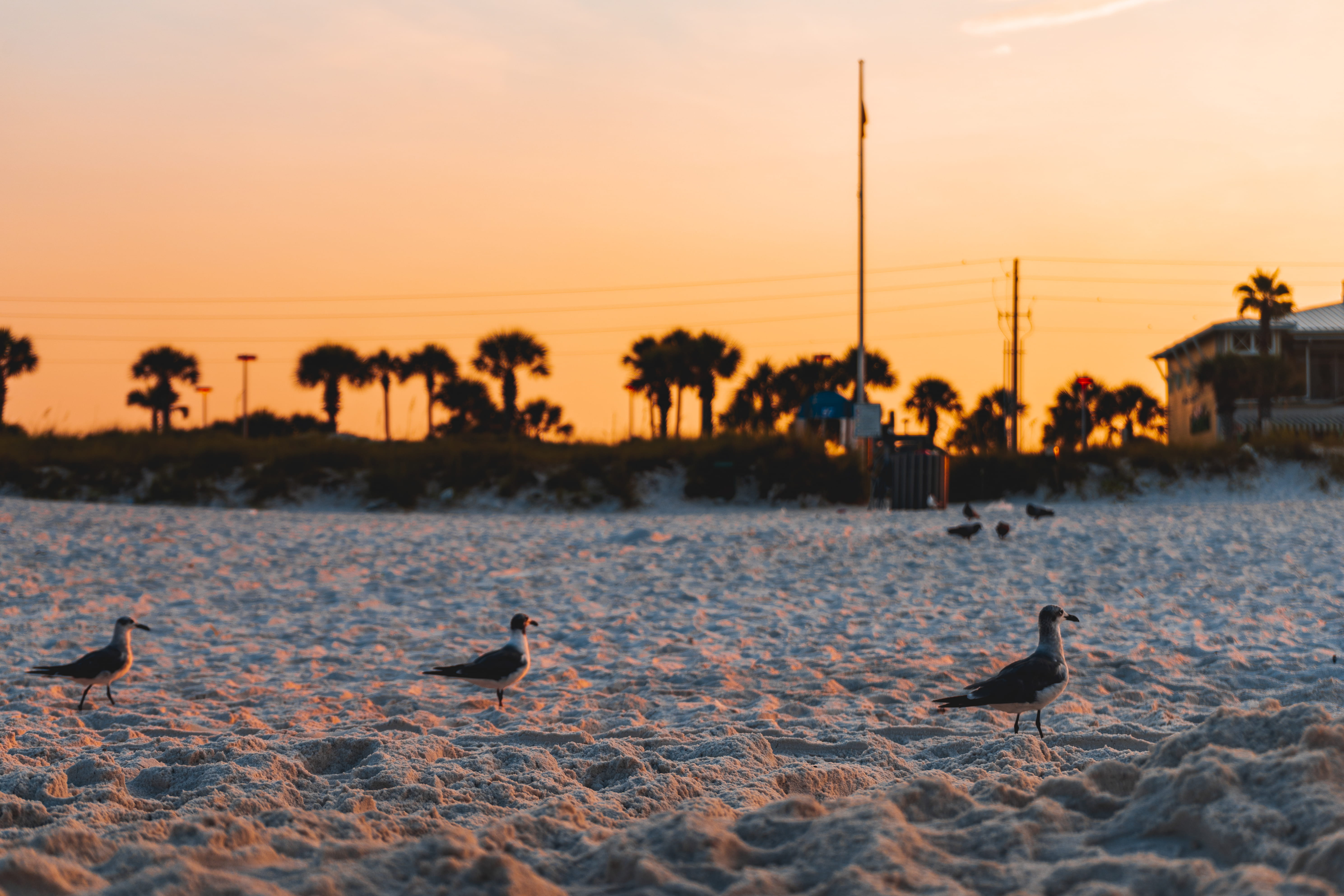 panama city beach, sunset, animal wildlife, scenics - nature, flock of birds, animal themes, beauty in nature, red sky, silhouette, dusk, wildlife, water, HD Wallpaper