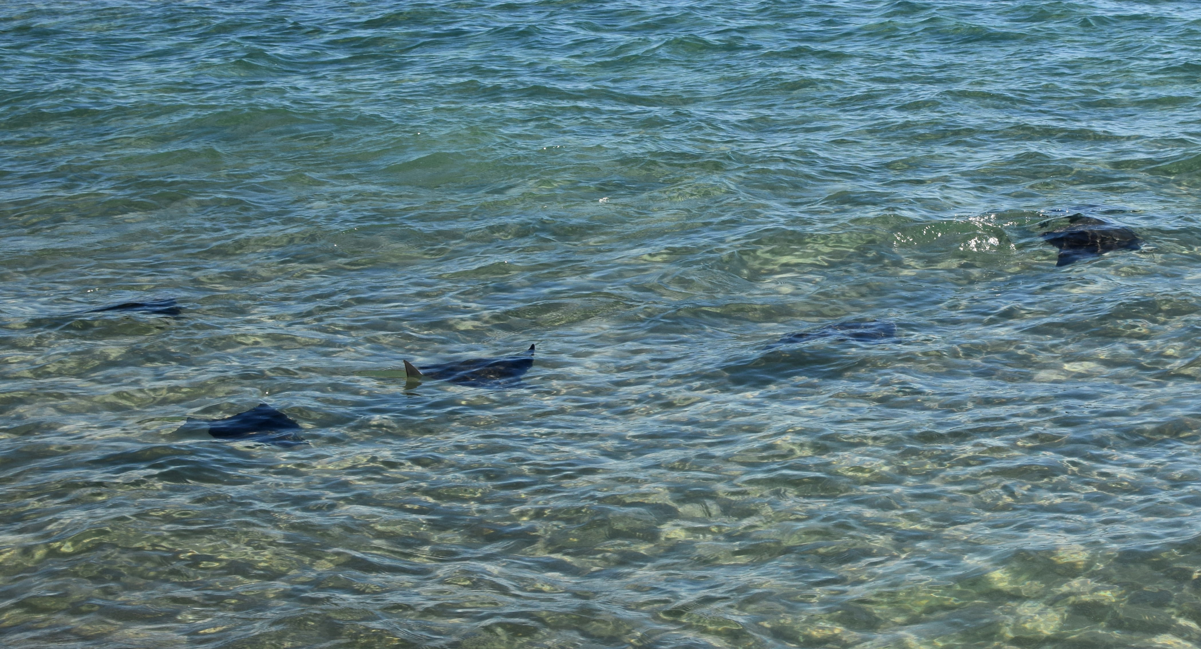 migration, motion, animals in the wild, water, waterfront, tranquility, sea, animal, marine, swimming, beauty in nature, fish, no people, 4K, animal. ocean, HD Wallpaper