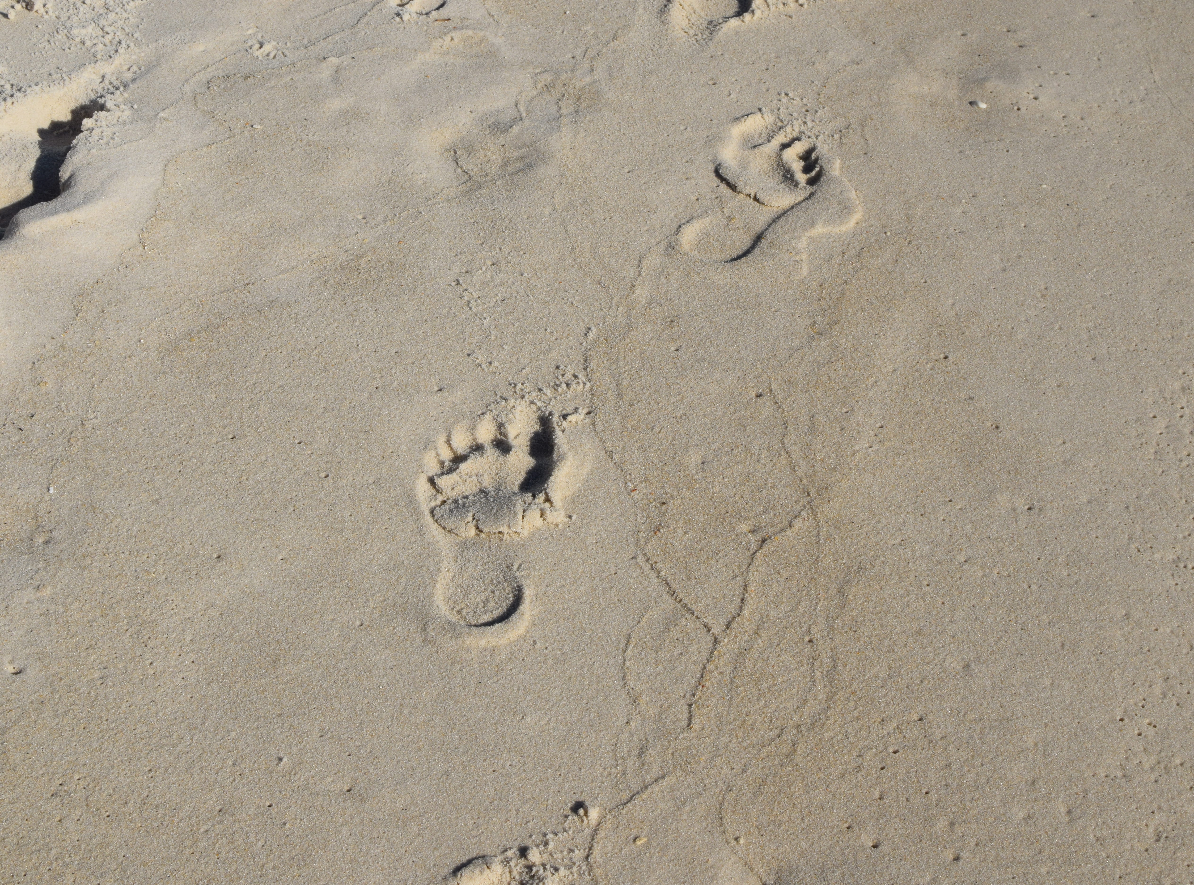 beach, pattern, footprints, outdoors, no people, mystery, paw print, child prints, land, nature, sand, full frame, high angle view, panama city beach, print, HD Wallpaper