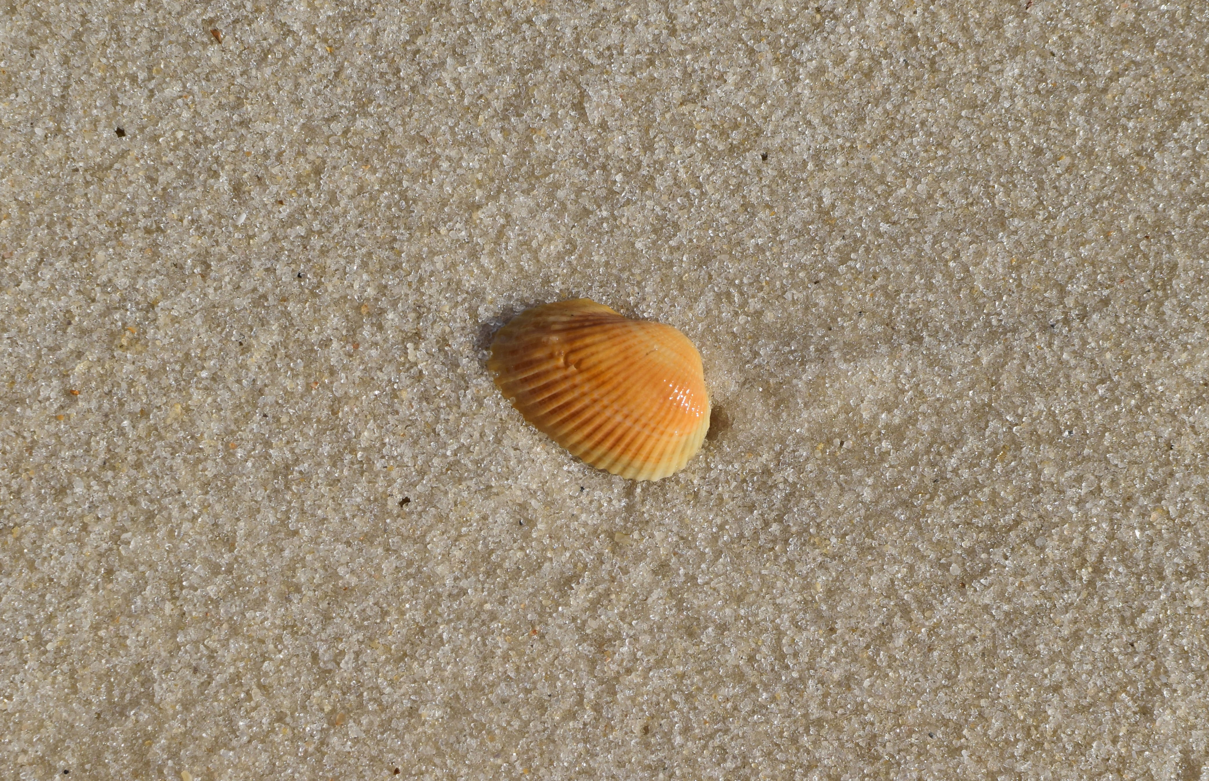 animal, nature, one animal, beauty in nature, sea life, sand, invertebrate, animals in the wild, high angle view, close-up, beach, panama city beach, colorful, HD Wallpaper