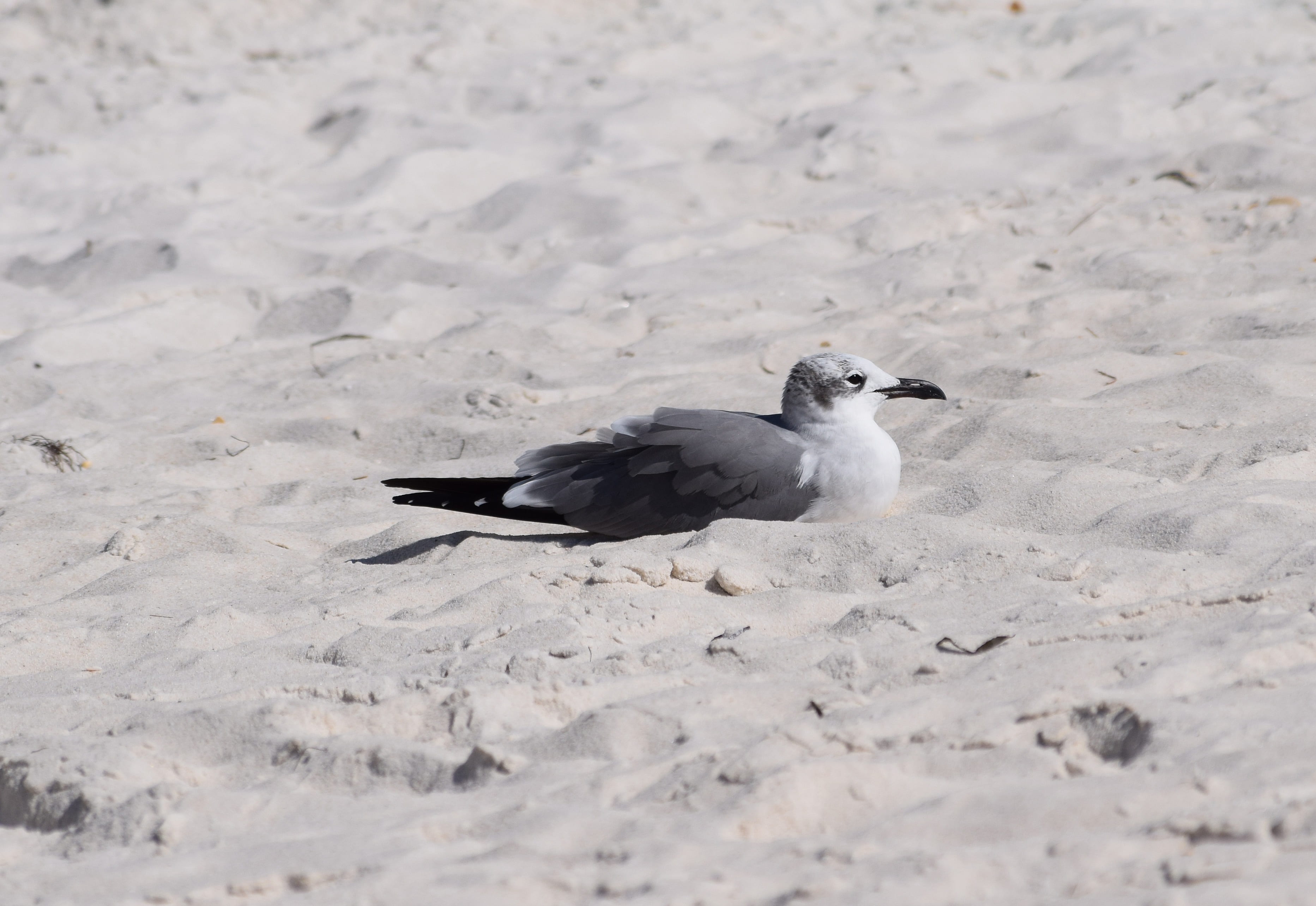 animal themes, animal wildlife, high angle view, no people, sand, selective focus, shore bird, panama city beach, outdoors, seagull, one animal, vertebrate, HD Wallpaper