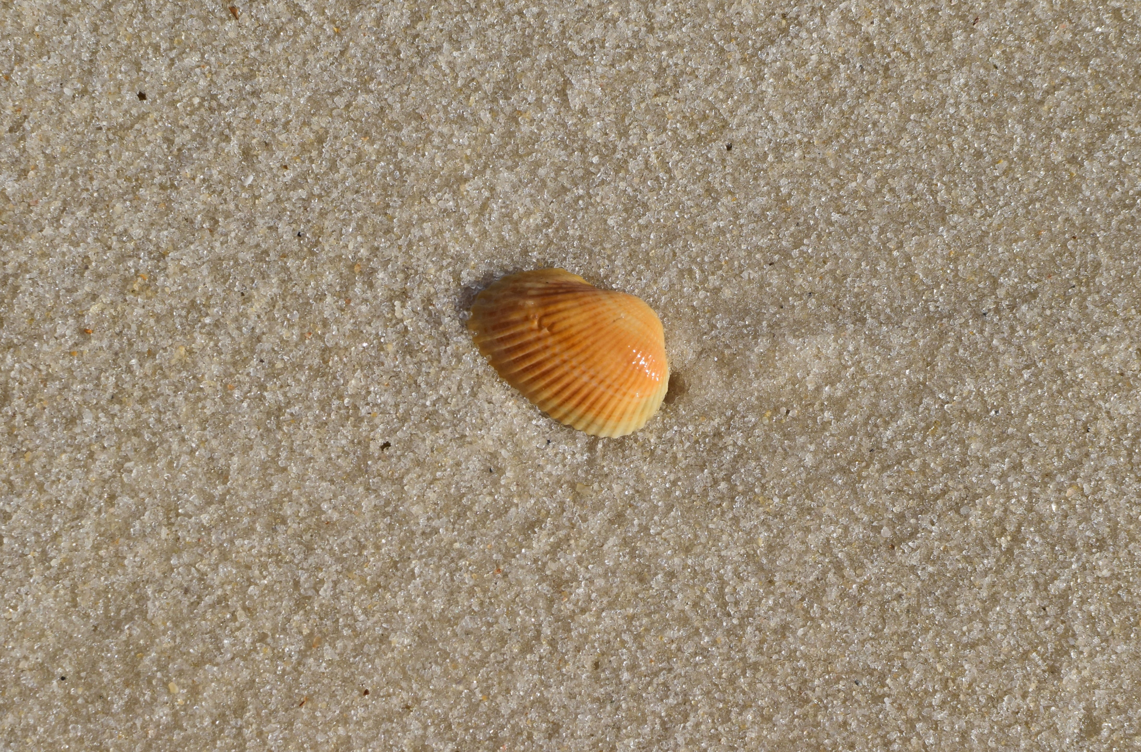 outdoors, marine, high angle view, land, one animal, close-up, nature, shell, yellow shell in wet sand, animal, sea, animal wildlife, panama city beach, HD Wallpaper