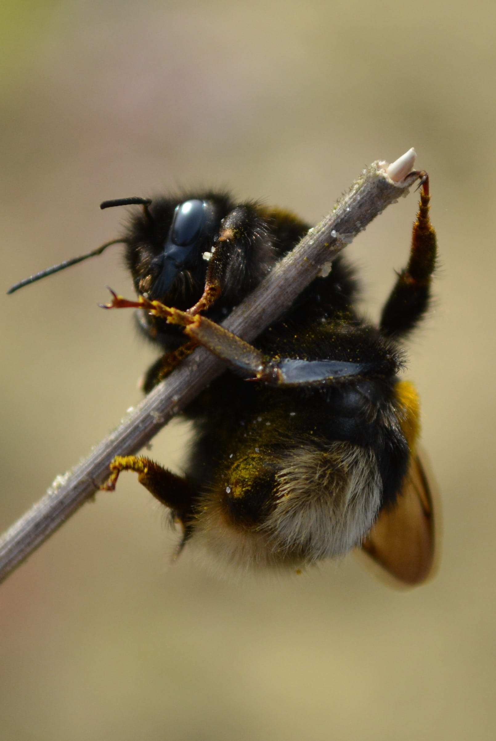 zoology, 1080P, selective focus, nature, bumblebee, plant, Pole Vault, outdoors, focus on foreground, animal body part, invertebrate, animal themes, animals in the wild, Phone HD Wallpaper