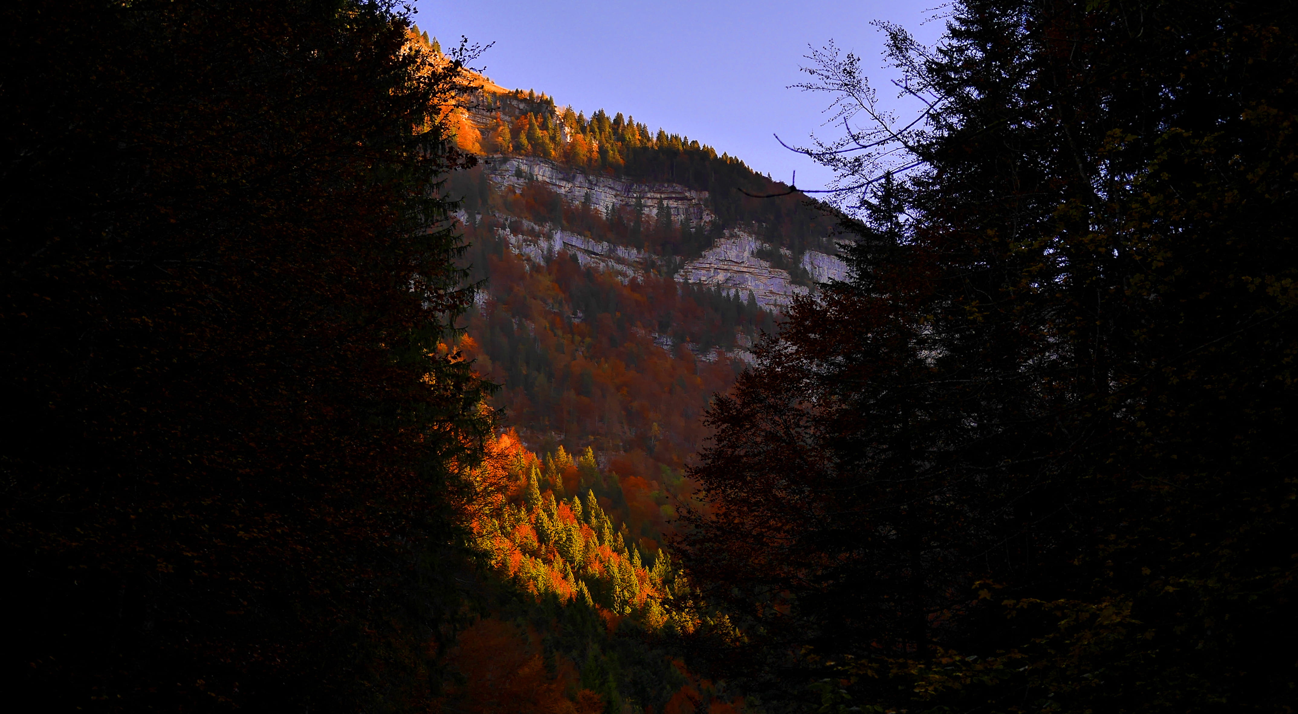 covered, beauty in nature, change, forestautumnal, autumn collection, idyllic, no people, 4K, daytime, branch, mountain, sky, nature, vegetation, leaf, HD Wallpaper