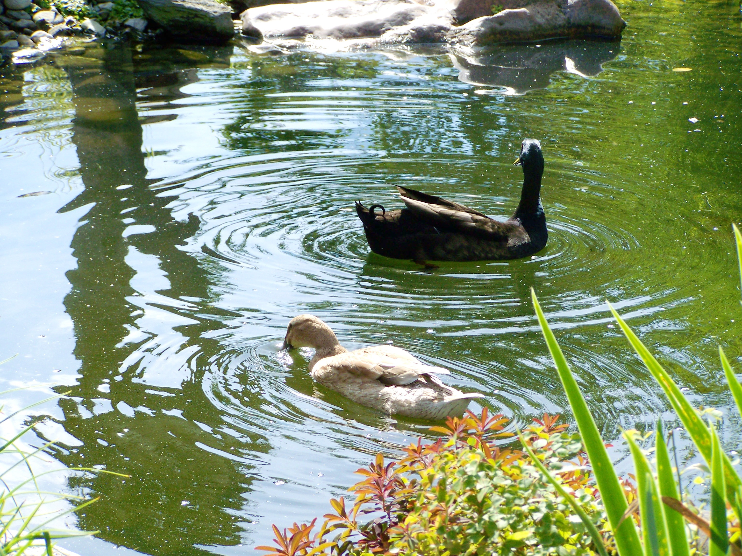 day, bird, black and light brown duck, high angle view, animal, animals in the wild, indian runner ducks, vertebrate, animal wildlife, swimming, water, HD Wallpaper