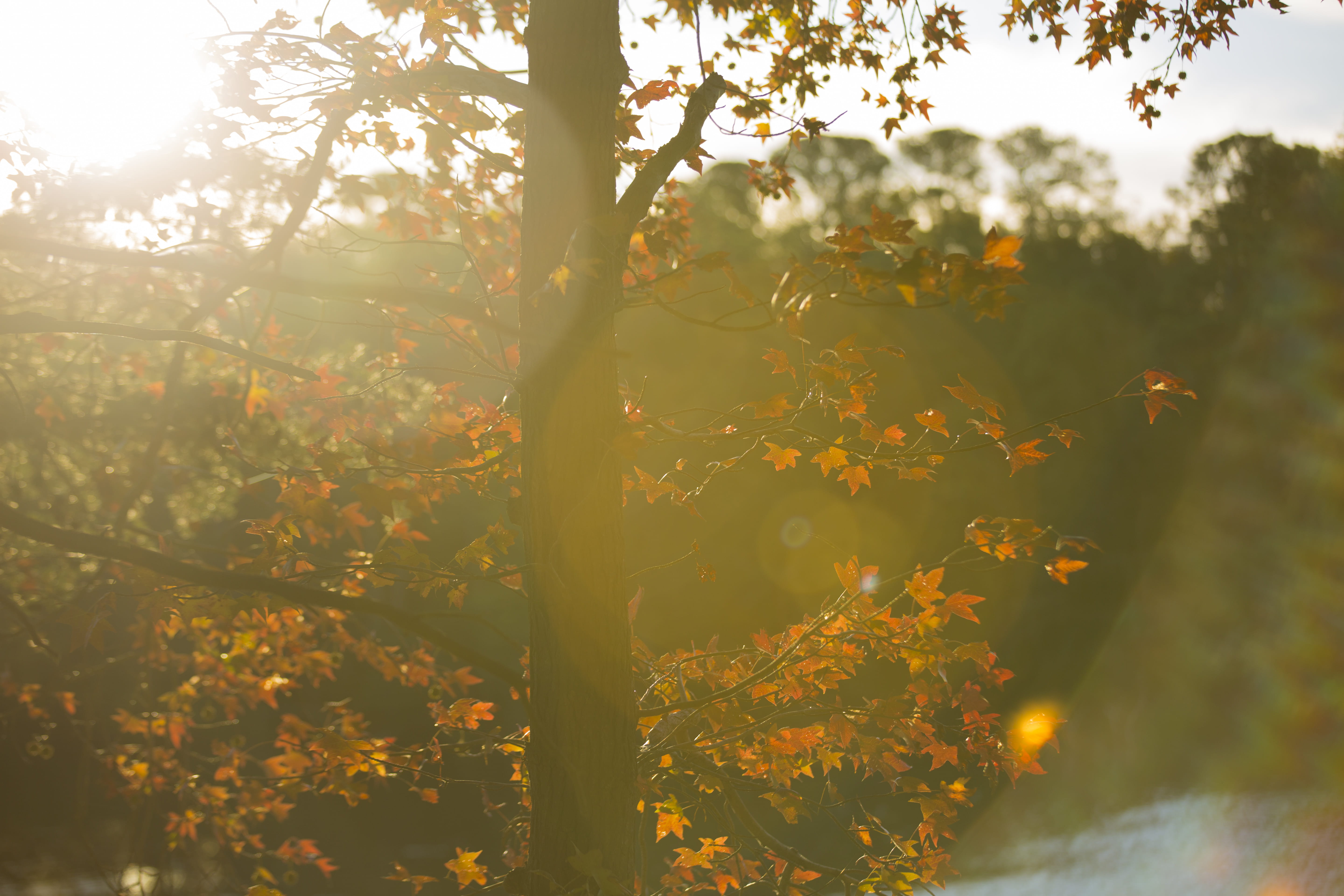 beauty in nature, fall, scenics - nature, lake, sun, lions bridge, day, sky, trees, 5K, flower, season, growth, leaves, freshness, focus on foreground, HD Wallpaper