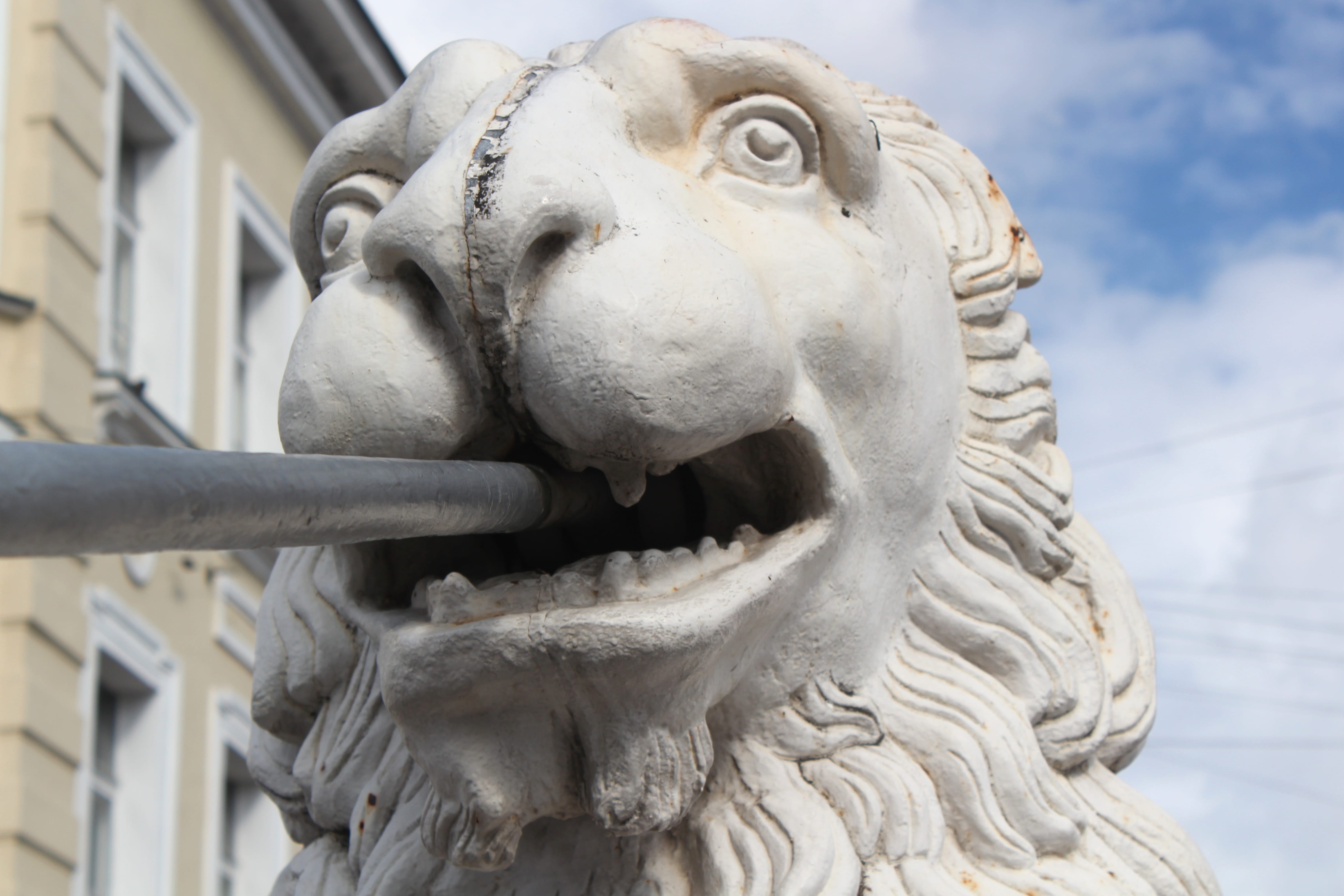 4K, focus on foreground, icing, architecture, bird, creme, gargoyle, saint petersburg, mammal, cable, russia, animal themes, mouth, animal, cream, close-up, HD Wallpaper