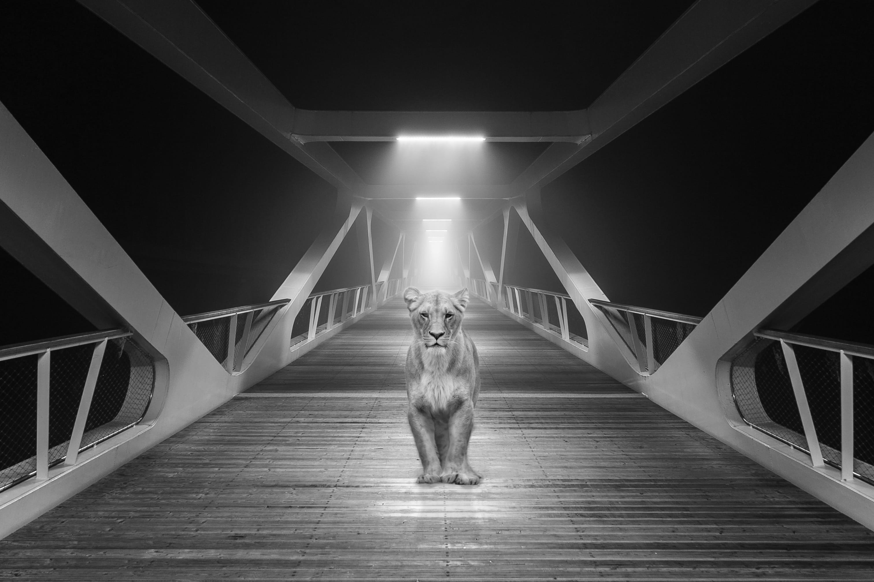 mammal, direction, city, landmark, railing, domestic animals, lion, domestic, architecture, transportation, suspension, one animal, 2K, illuminated, indoors, HD Wallpaper