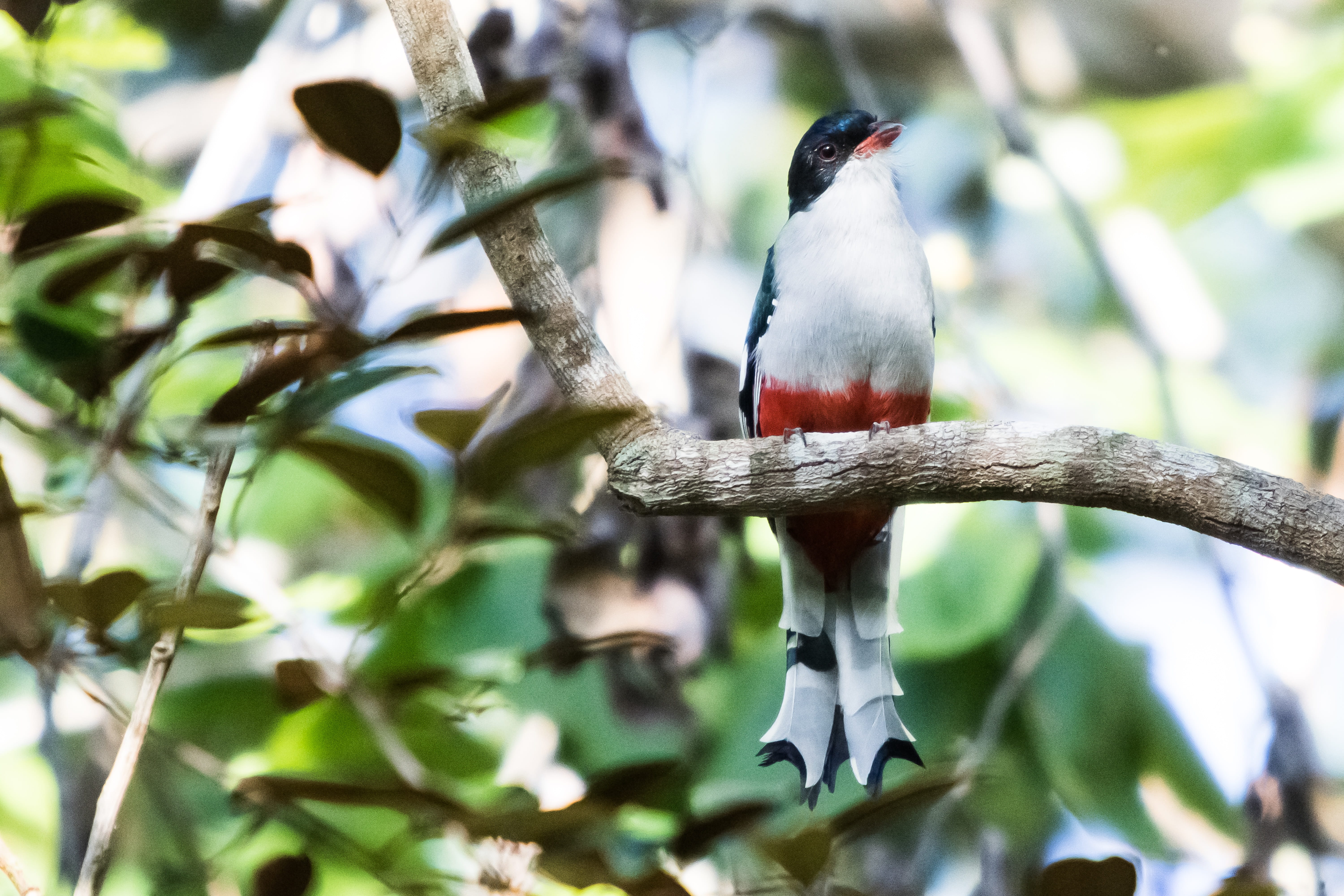 perching, endemic, animal themes, matanzas, one animal, cuba, branch, animals in the wild, plant, wildlife, tree, bird, animal, 5K, day, tocororo, woodpecker, HD Wallpaper
