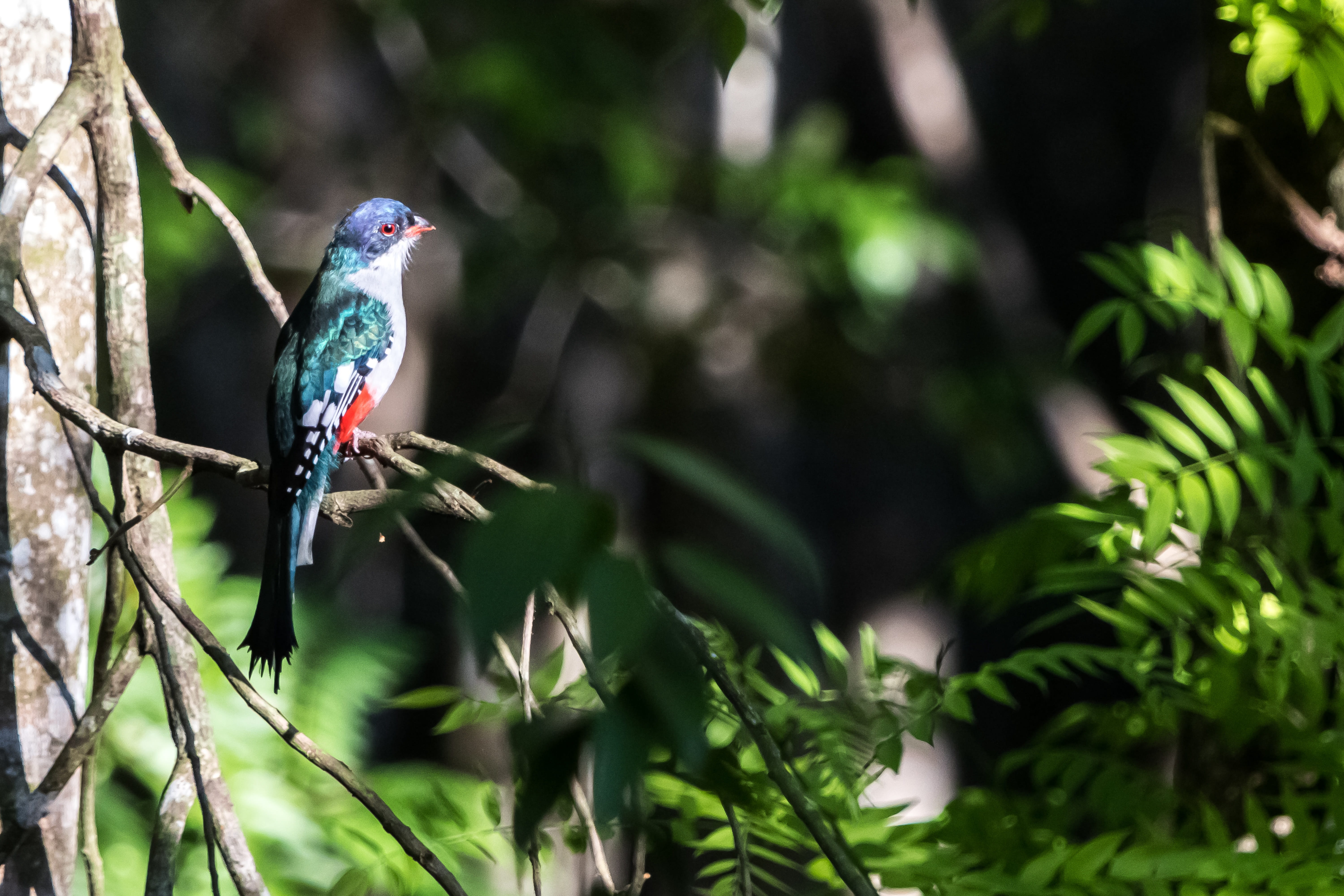 focus on foreground, matanzas, day, nature, perching, plant, 5K, vertebrate, animal wildlife, growth, outdoors, wildlife, animals in the wild, kingfisher, HD Wallpaper