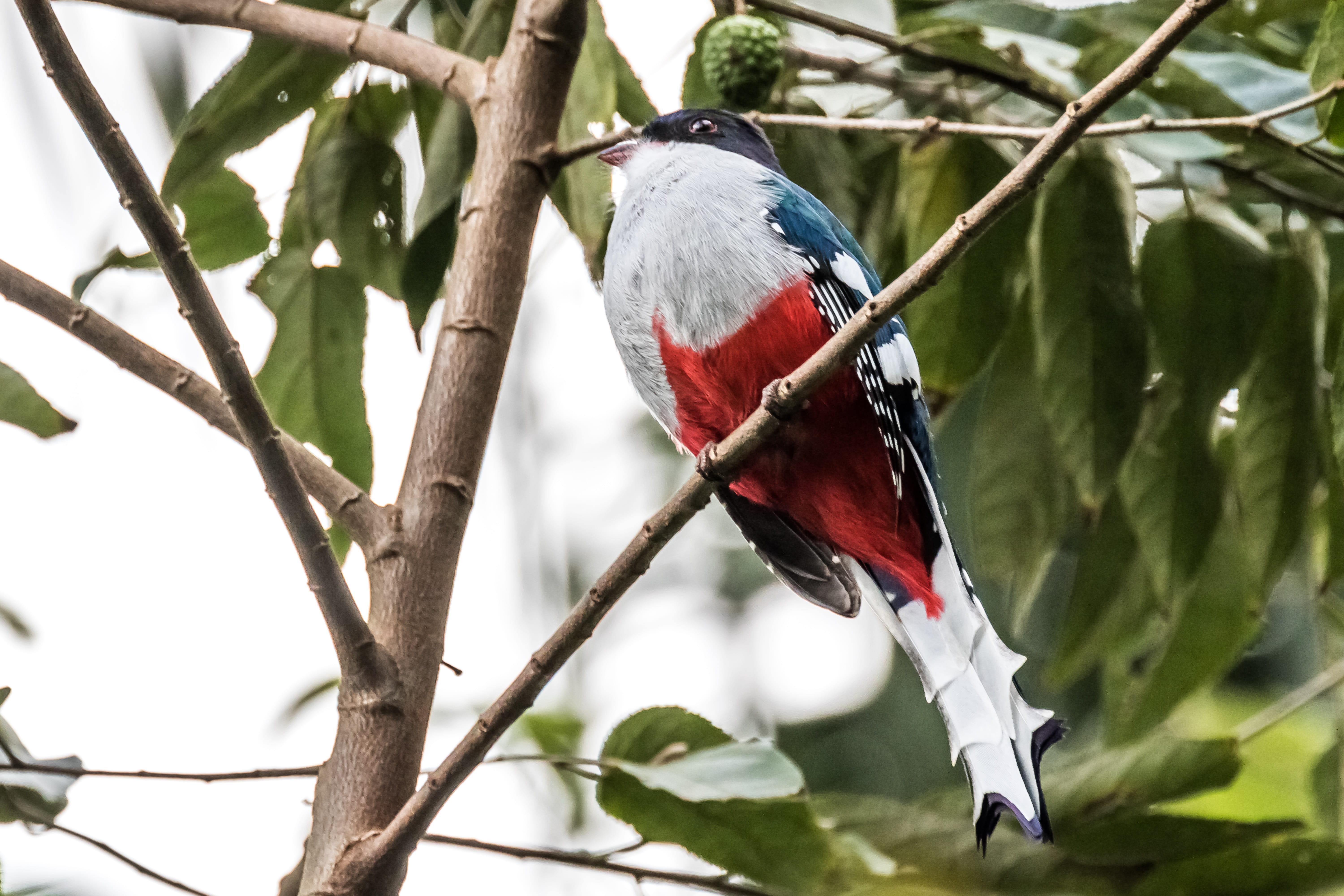 animal wildlife, plant, tocororo, focus on foreground, close-up, birding, branch, bird, endemic, leaf, animal, one animal, 5K, vertebrate, outdoors, animal themes, HD Wallpaper