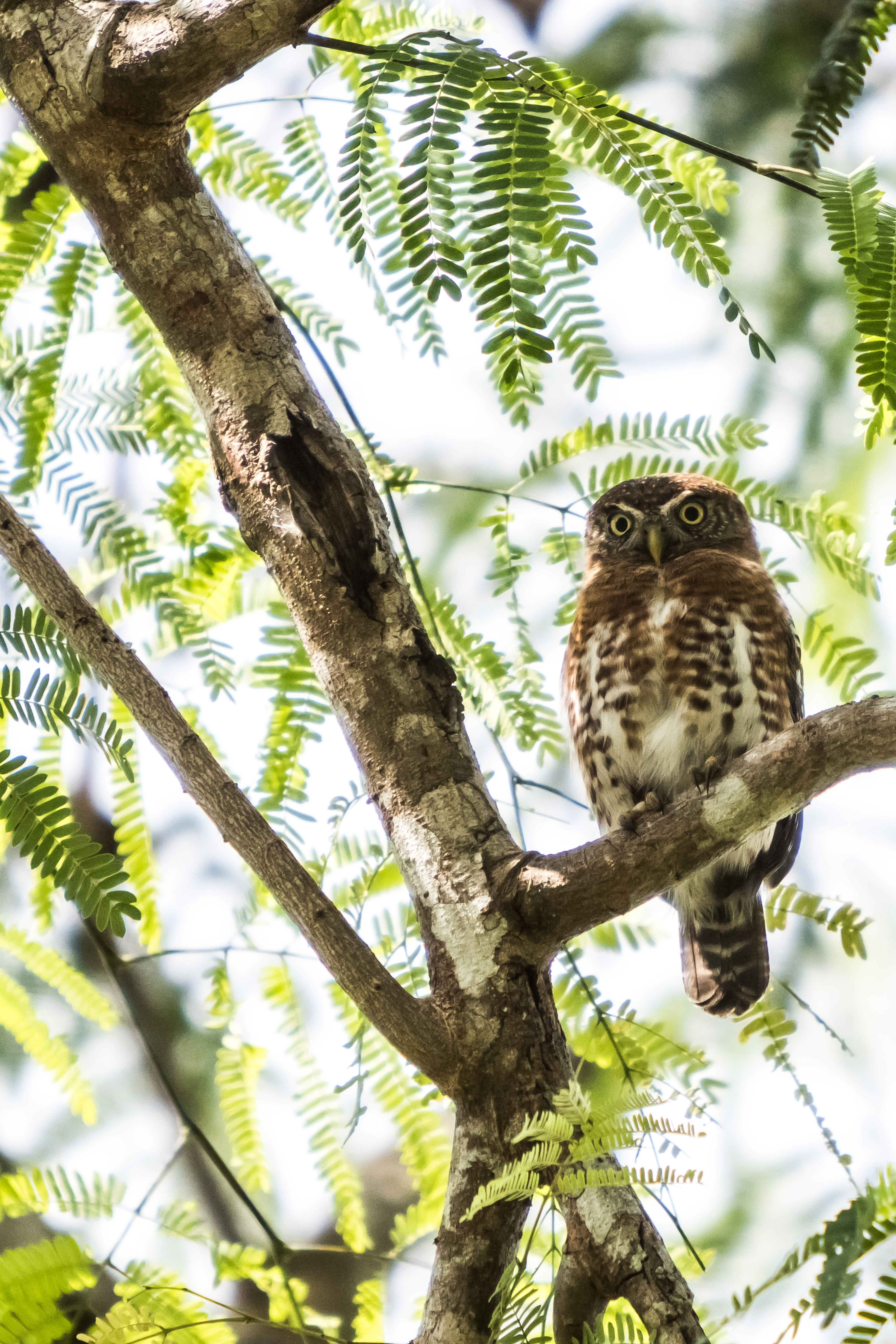 one animal, birding, outdoors, tiny, animals in the wild, tree, animal themes, matanzas, focus on foreground, bird of prey, low angle view, endemic, sijú platanero, Phone HD Wallpaper