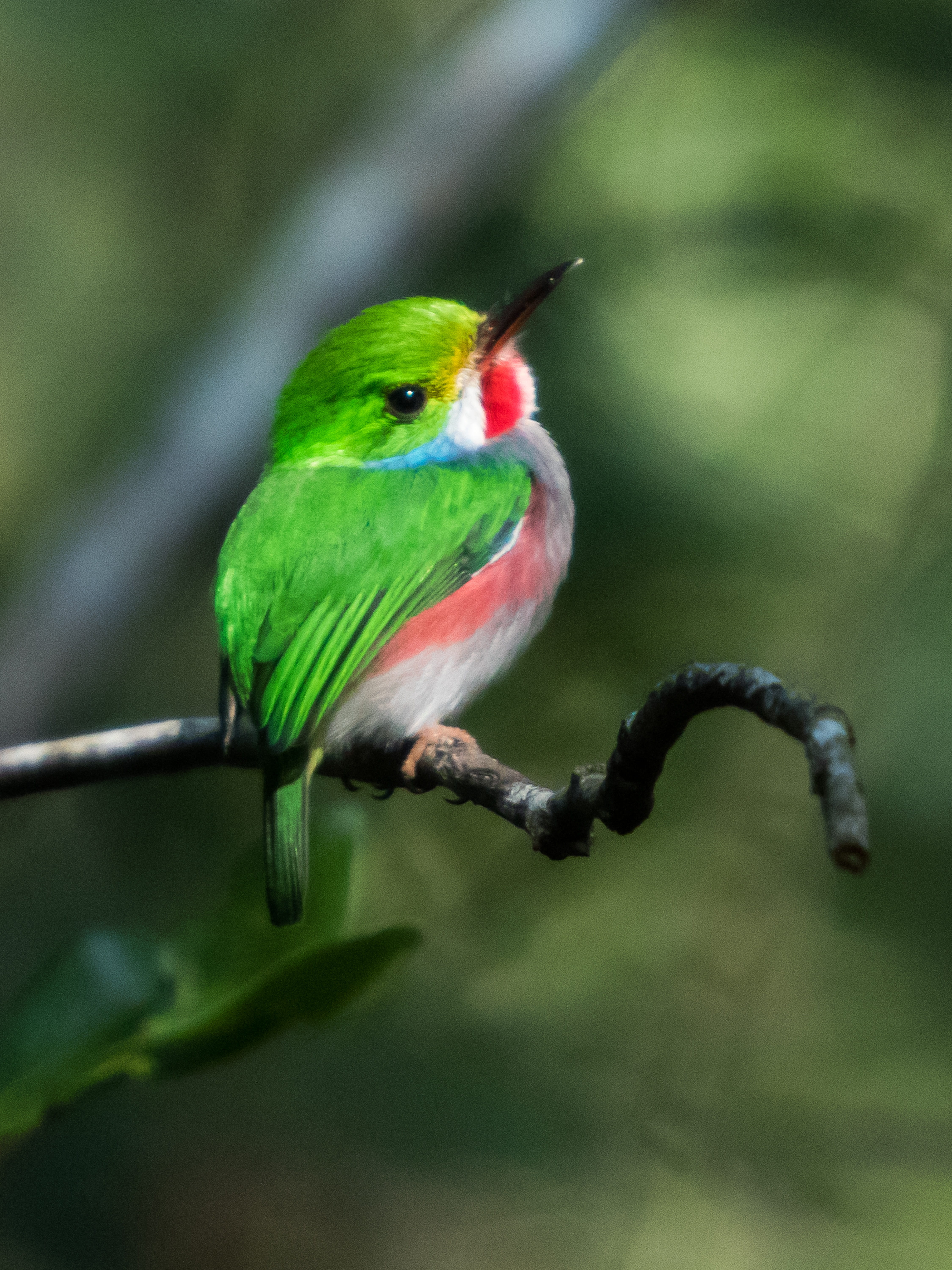 vertebrate, full length, wildlife, animal themes, green color, birding, matanzas, animals in the wild, cienaga de zapata, no people, close-up, animal, one animal, Phone HD Wallpaper