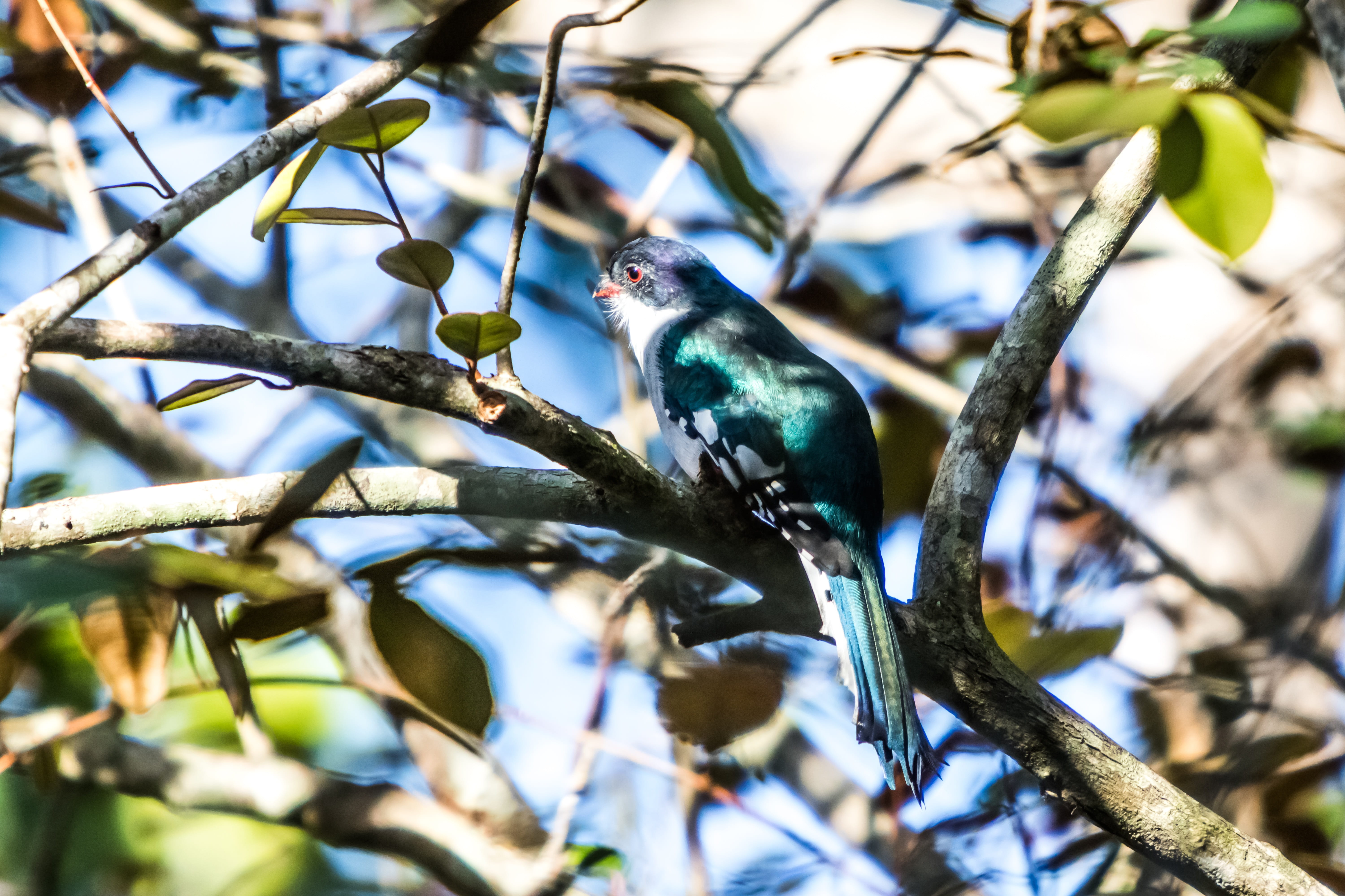 plant, plant part, beauty in nature, no people, animal, wildlife, low angle view, animals in the wild, blue, tree, endemic, tocororo, vertebrate, perching, HD Wallpaper