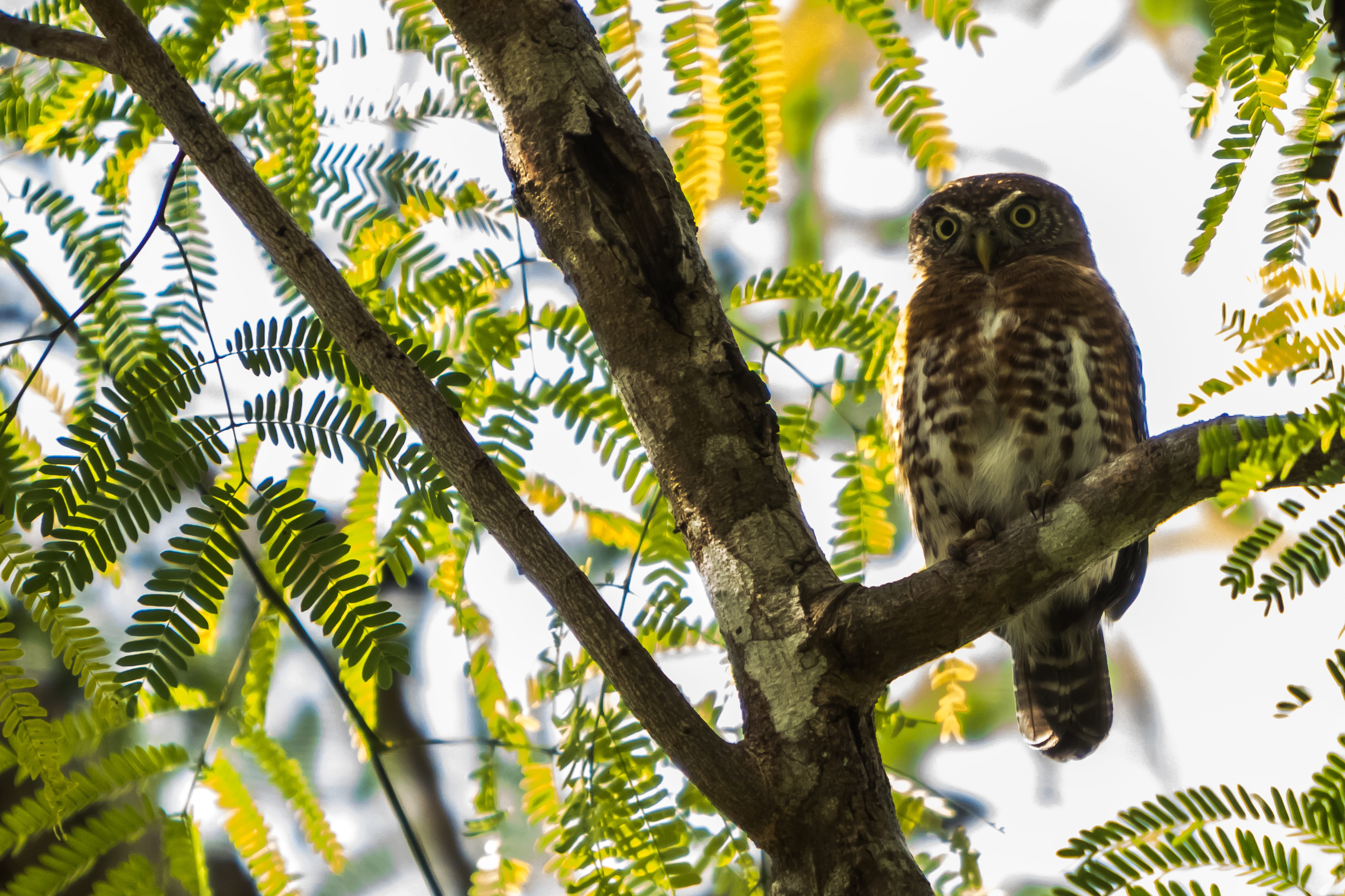 perching, animal themes, low angle view, animal, birding, branch, outdoors, beauty in nature, wild, cuba, tree, cienaga de zapata, vertebrate, tiny, one animal, HD Wallpaper