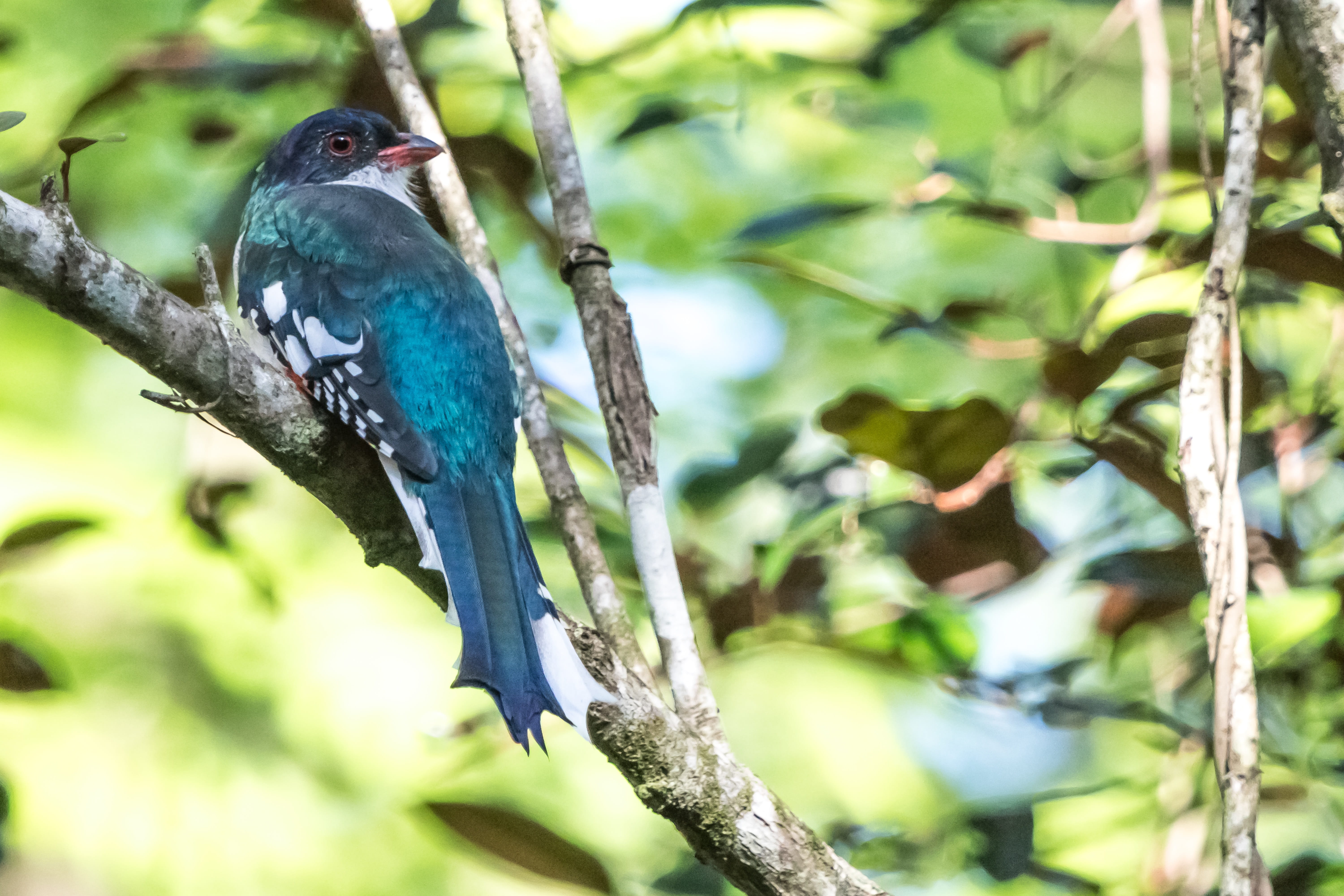 branch, plant, endemic, animal wildlife, perching, animal themes, cuba, focus on foreground, outdoors, wildlife, birding, tocororo, green color, blue, day, HD Wallpaper