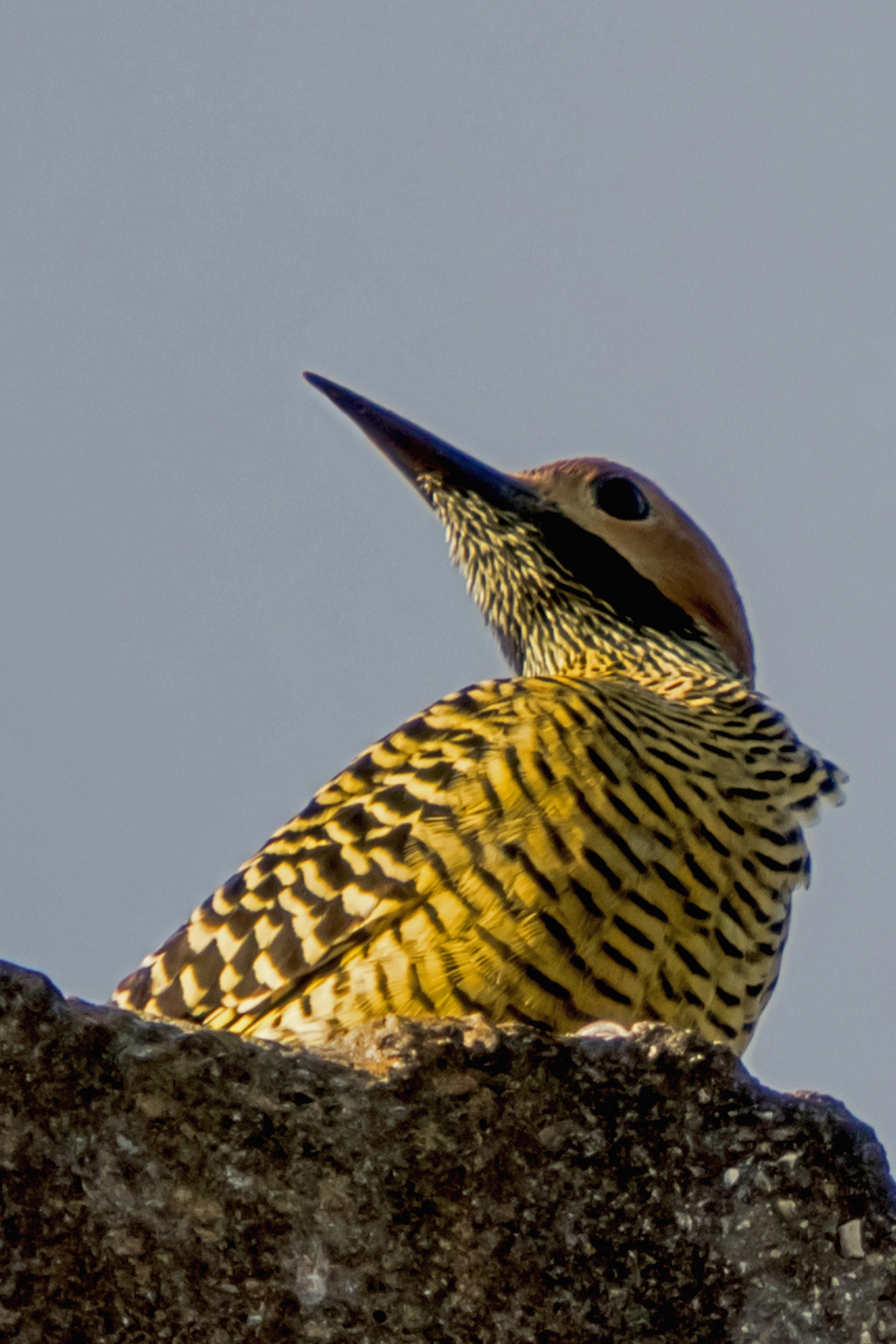 cuba, sky, animals in the wild, outdoors, close-up, perching, no people, vertebrate, bird, wildlife, nature, carpintero churroso, yellow, day, copy space, Phone HD Wallpaper