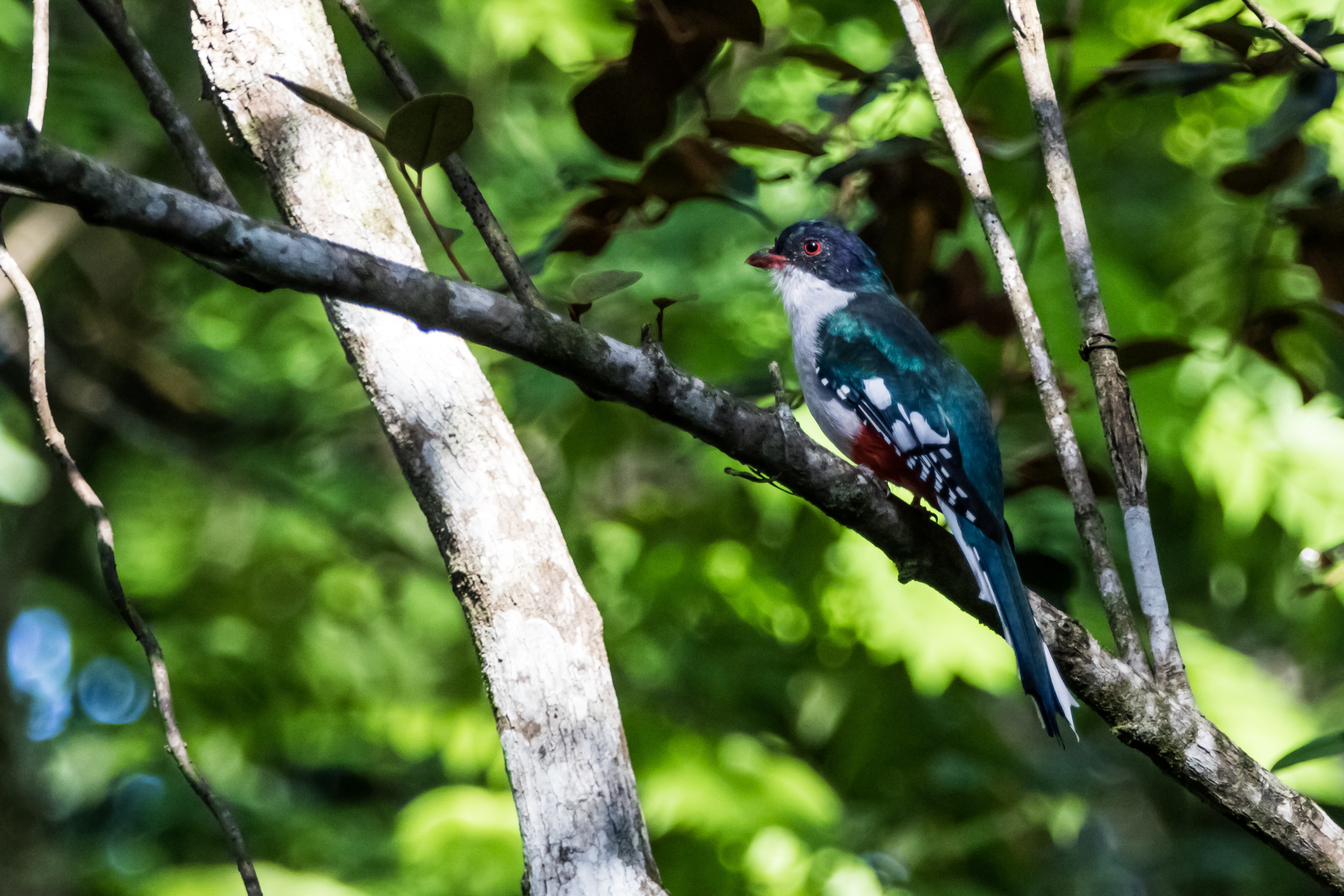 wildlife, animals in the wild, focus on foreground, green color, perching, matanzas, day, tree, animal, branch, birding, zoology, tocororo, animal themes, HD Wallpaper
