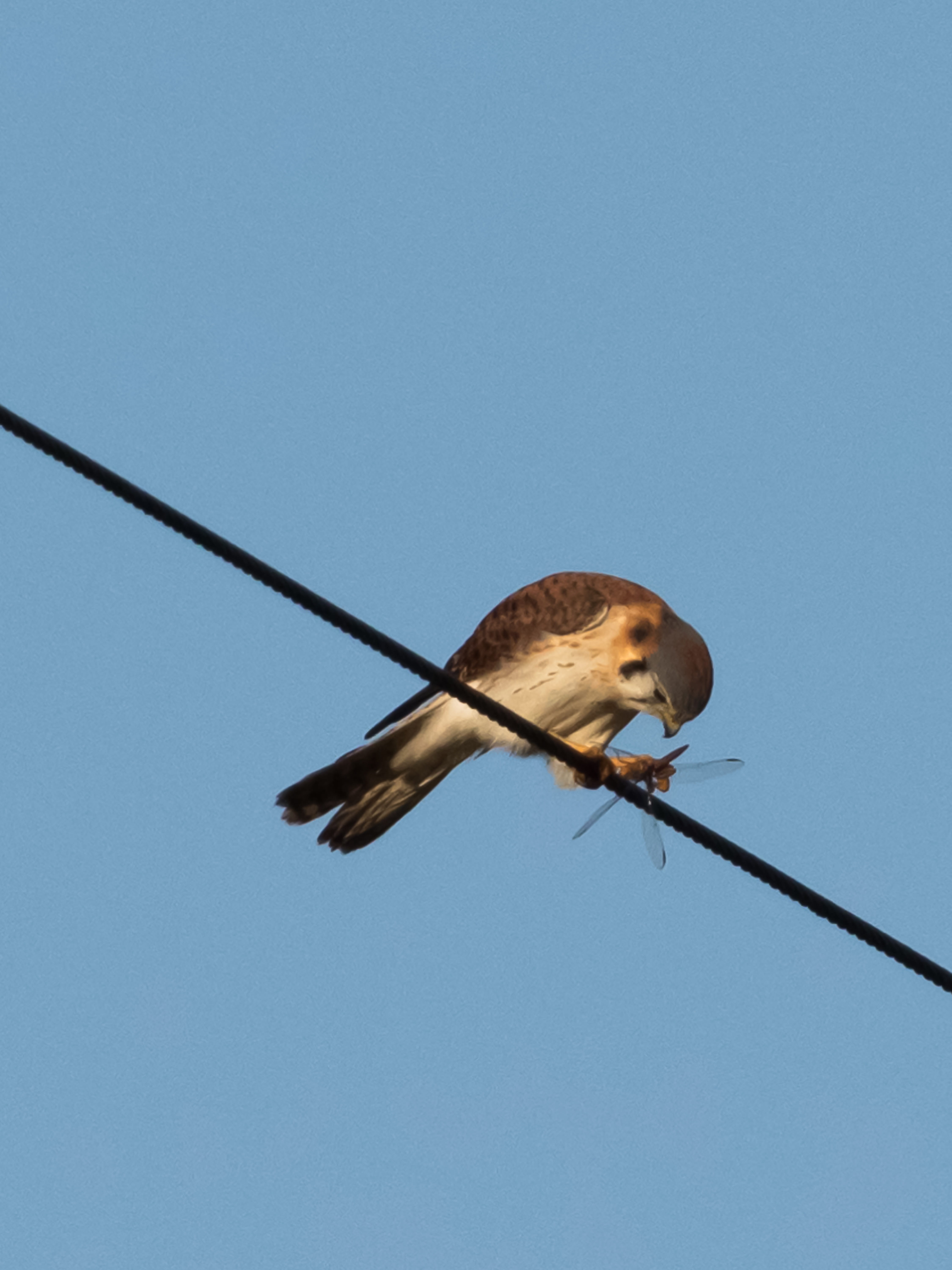 power supply, wildlife, sky, power line, cuba, birding, bird, matanzas, cable, clear sky, animal, animal themes, animal wildlife, vertebrate, cernicalo, Phone HD Wallpaper