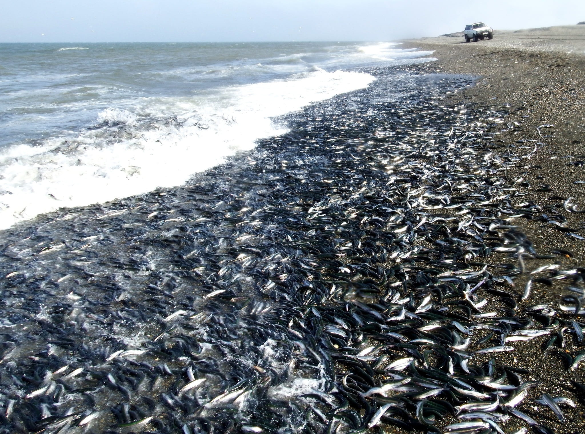 horizon, water, beach, group of animals, capelin, sky, animal, animals in the wild, seascape, land, horizon over water, spawning, school, wave, surf, day, HD Wallpaper