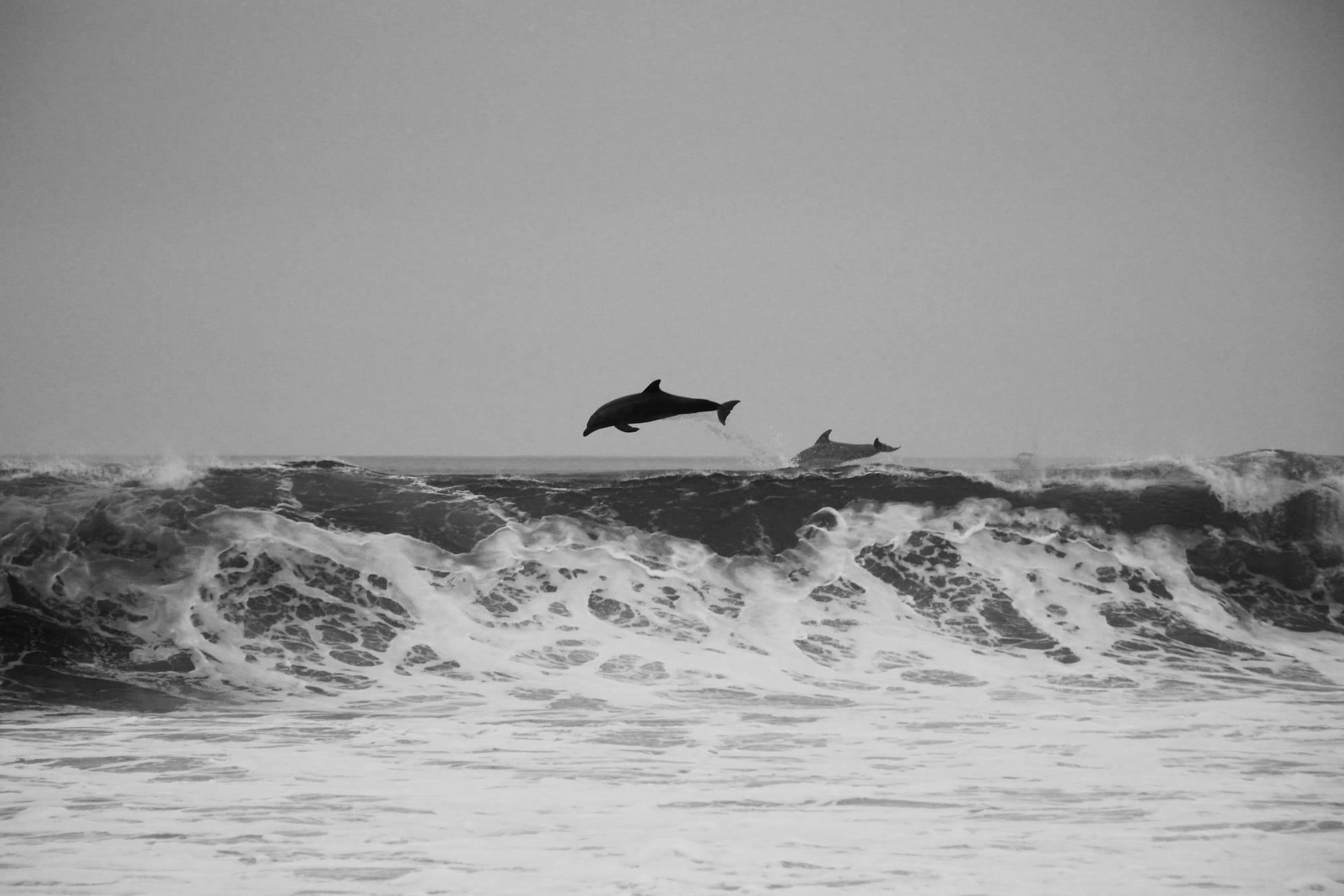 animal, wave, animals in the wild, vertebrate, whales, no people, two, horizon over water, animal themes, power in nature, 1080P, sea, one animal, bird, HD Wallpaper