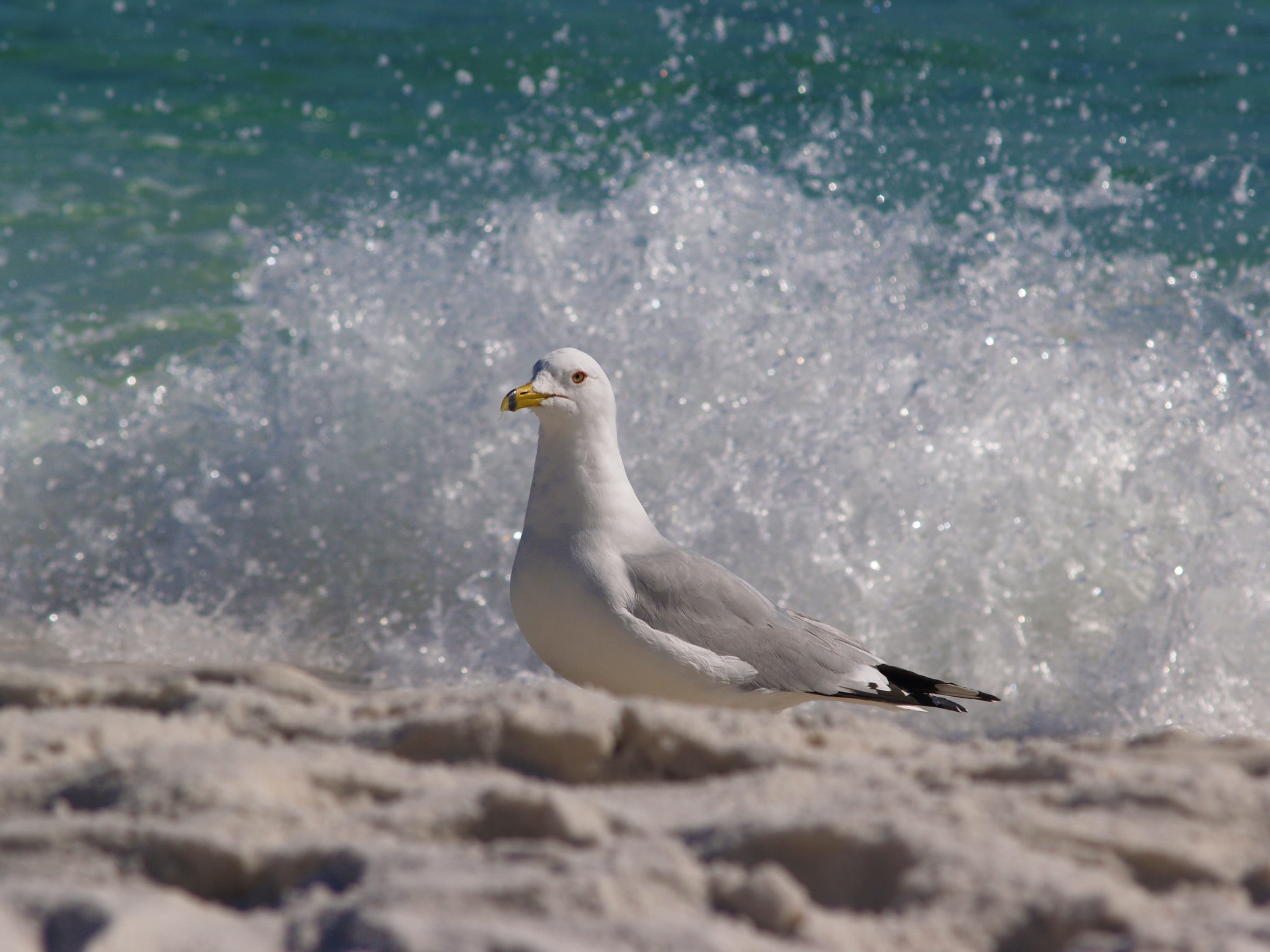 sand, harbor, beauty in nature, outdoors, animal themes, bird, relax, wild, coffee, land, nature, chair, surf, seashore, no people, sea bird, fishing, vacation, HD Wallpaper