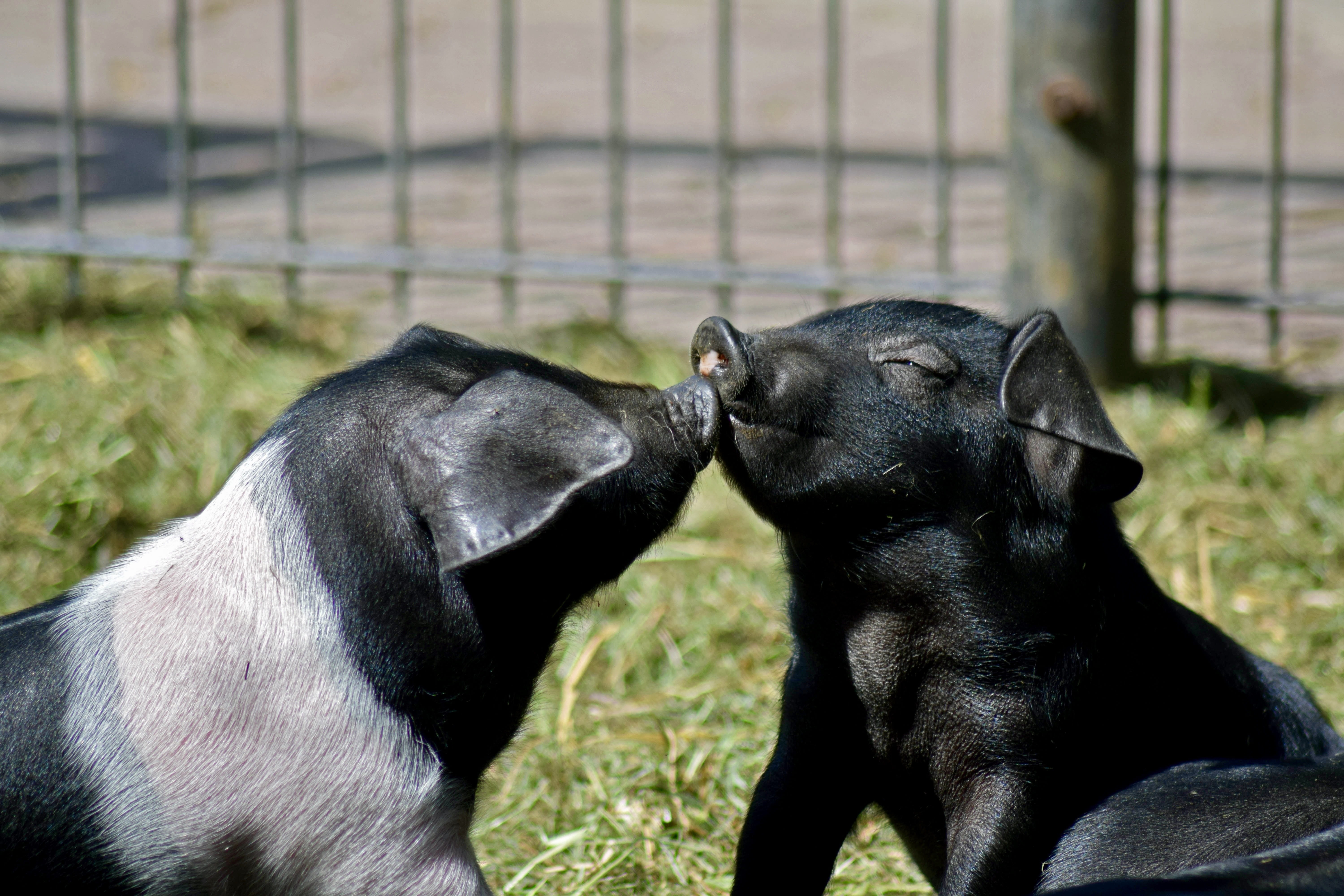 canine, pigs, animal themes, 5K, field, photo, animal babies, togetherness, piglet, dog, kissing, grass, black and white, nature, two, focus, day, angler saddleback, HD Wallpaper