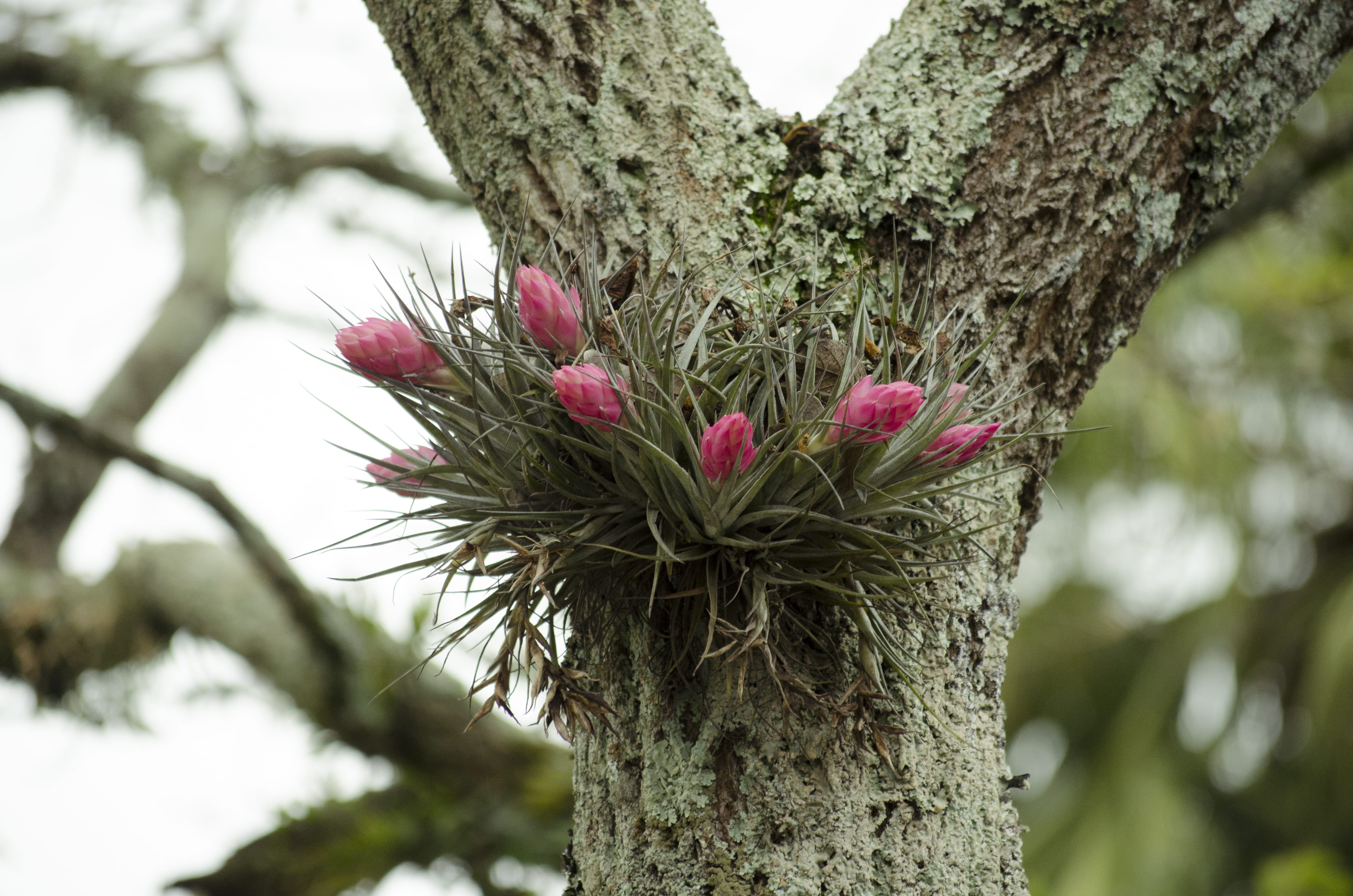 plant, tranquility, tree, rainforest, day, flowering plant, focus on foreground, bromeliad, beauty in nature, flower, tillandsia, airplant, 4K, textured, HD Wallpaper