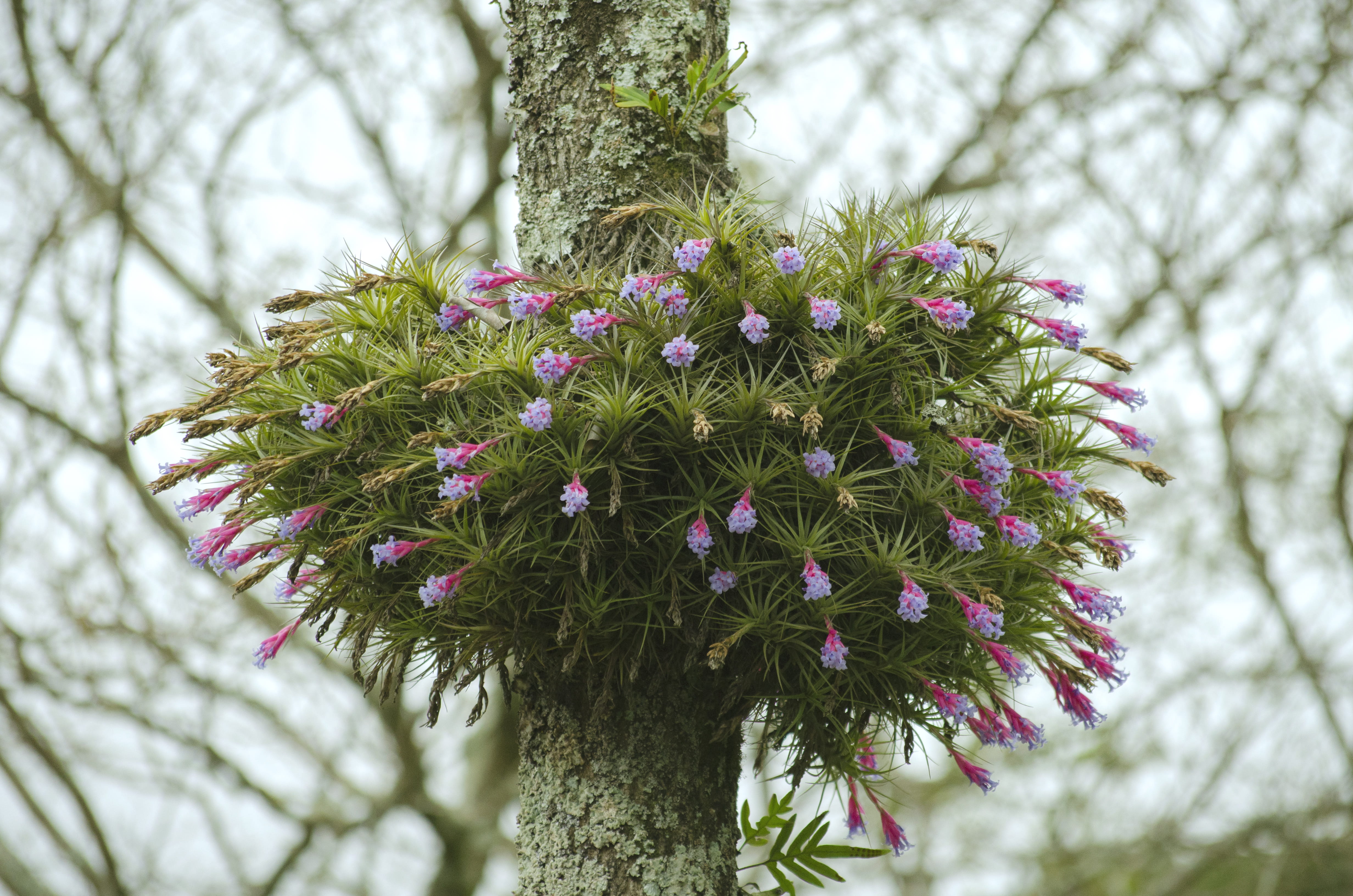 day, tillandsia, freshness, focus on foreground, tree, fragility, airplant, gardening ideas, pine tree, no people, springtime, vulnerability, low angle view, HD Wallpaper