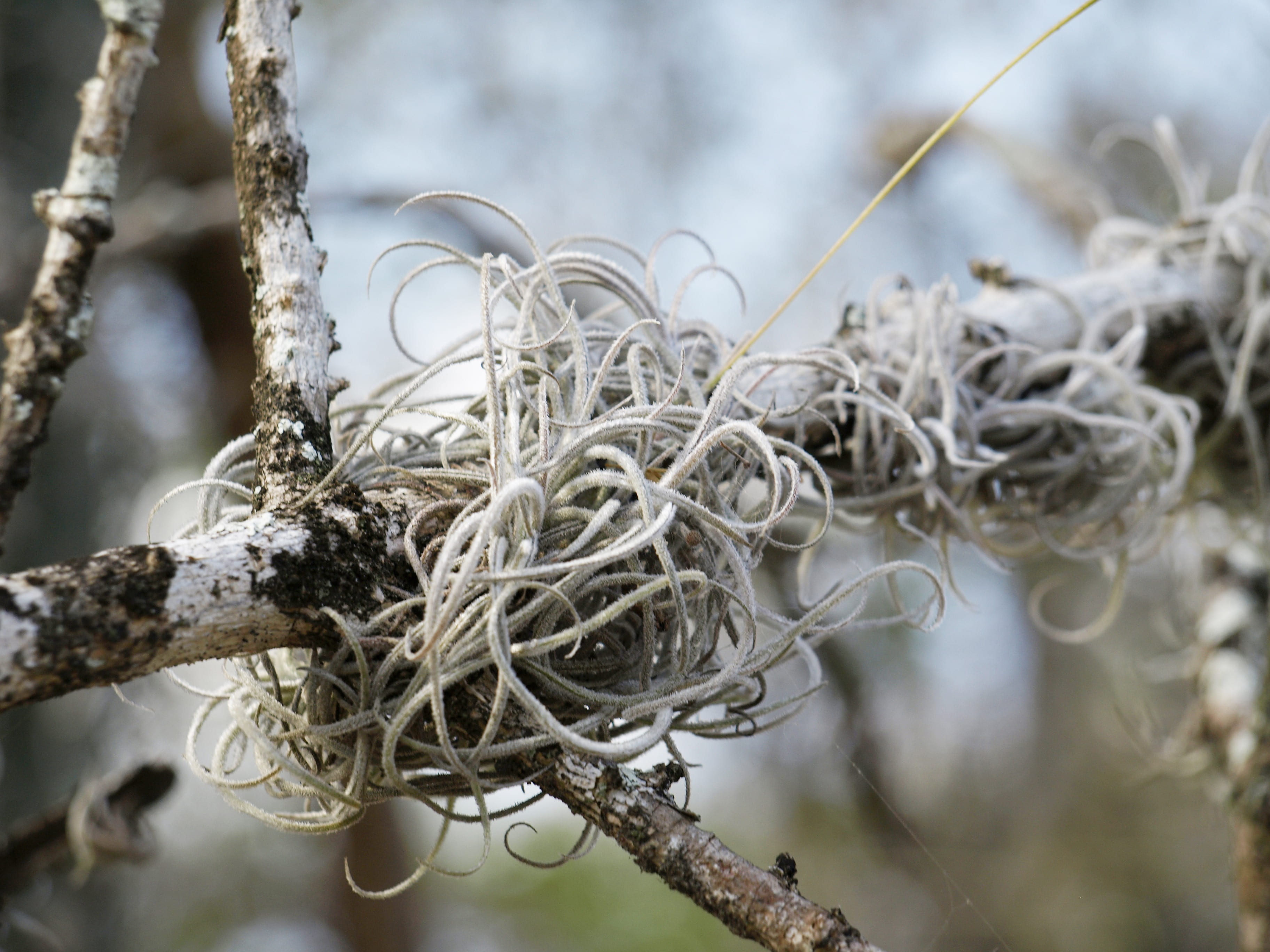 gnarled, connection, bromeliad, tree, forest, plant, outdoors, tropical, 2K, epiphytic, tangled, snow, complexity, beauty in nature, exotic, datailaufnahme, HD Wallpaper
