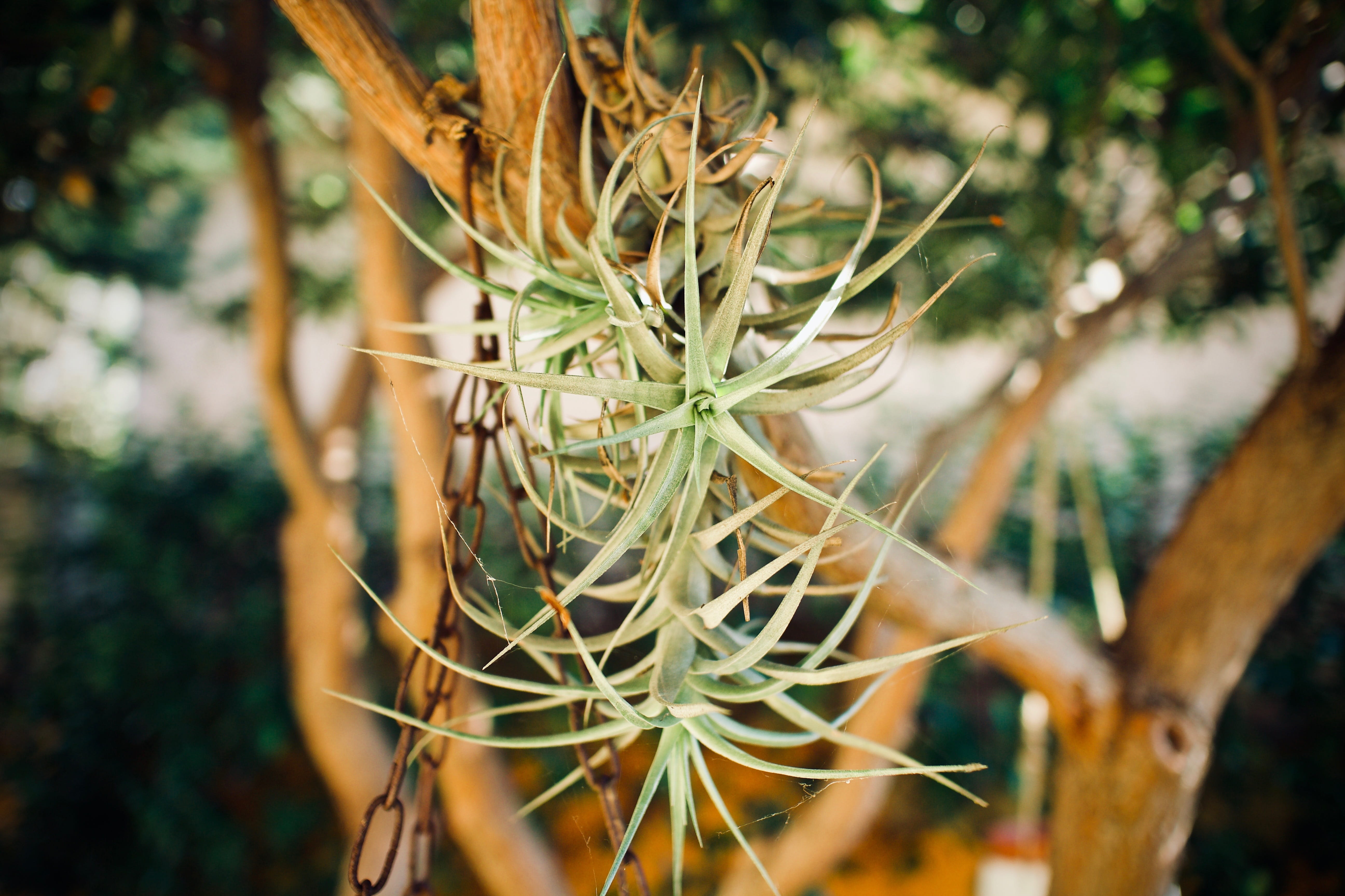 plant part, no people, focus on foreground, garden, tree, tillandsia, roots, leaf, selective focus, evergreen, branch, growth, outdoors, food, land, day, HD Wallpaper