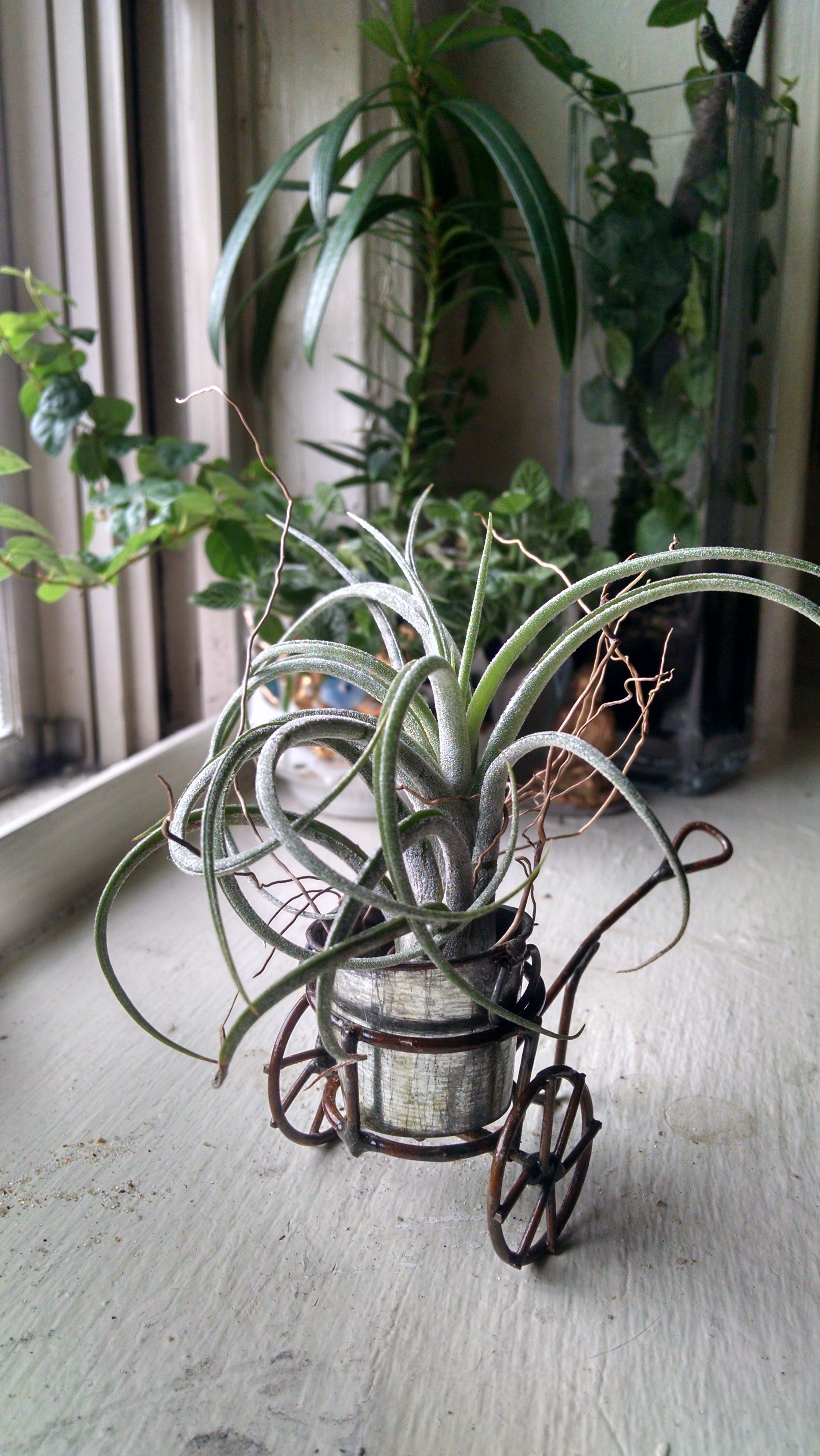 air plant, tiny, bromeliaceae, decor, nature, selective focus, wood - material, no people, flowerpot, houseplant, glass - material, focus on foreground, Phone HD Wallpaper