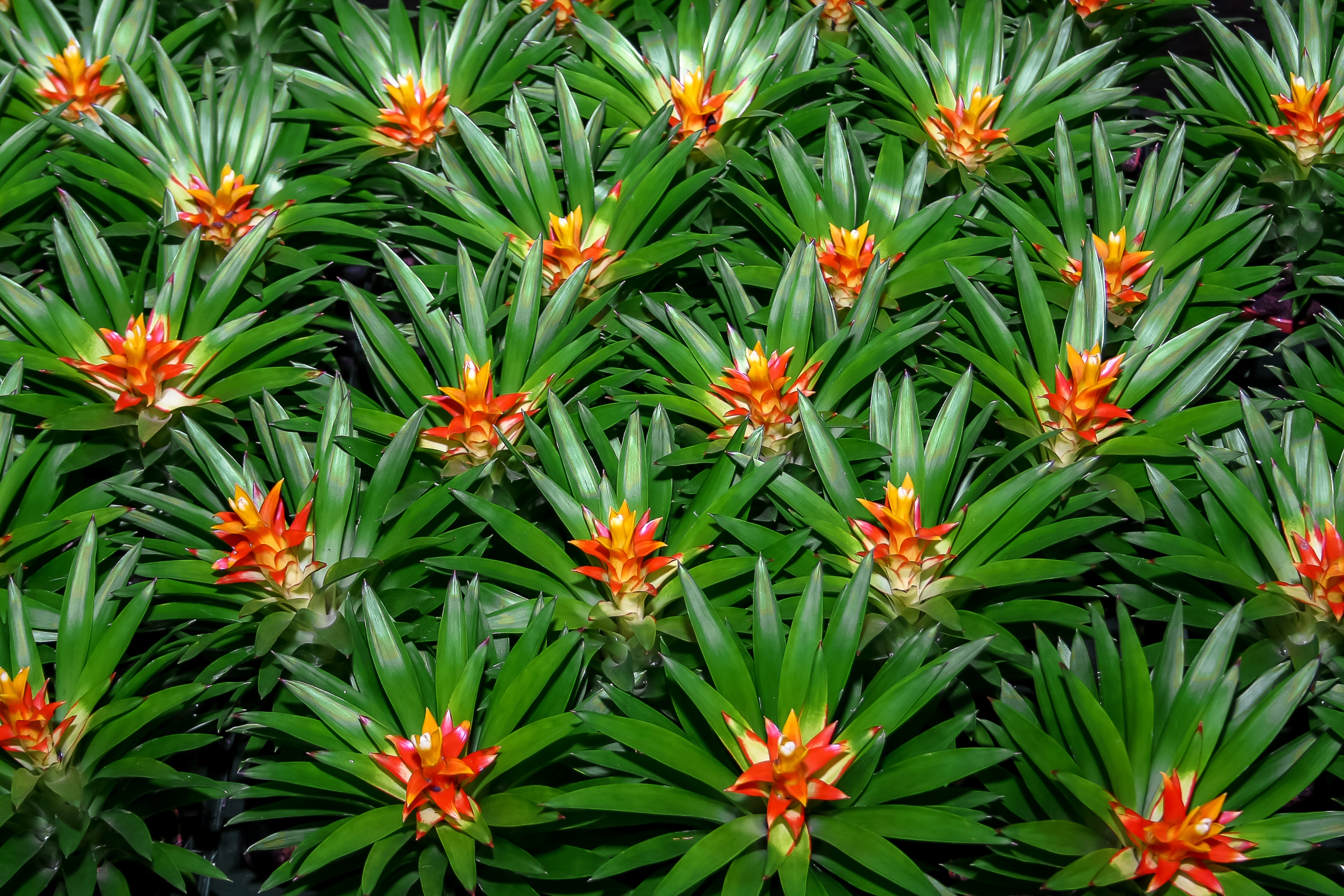 cactus, bromeliad, freshness, beauty in nature, flower, growth, blossom, no people, red, flora, tillandsia, close, green, exclusiv, high angle view, outdoors, HD Wallpaper