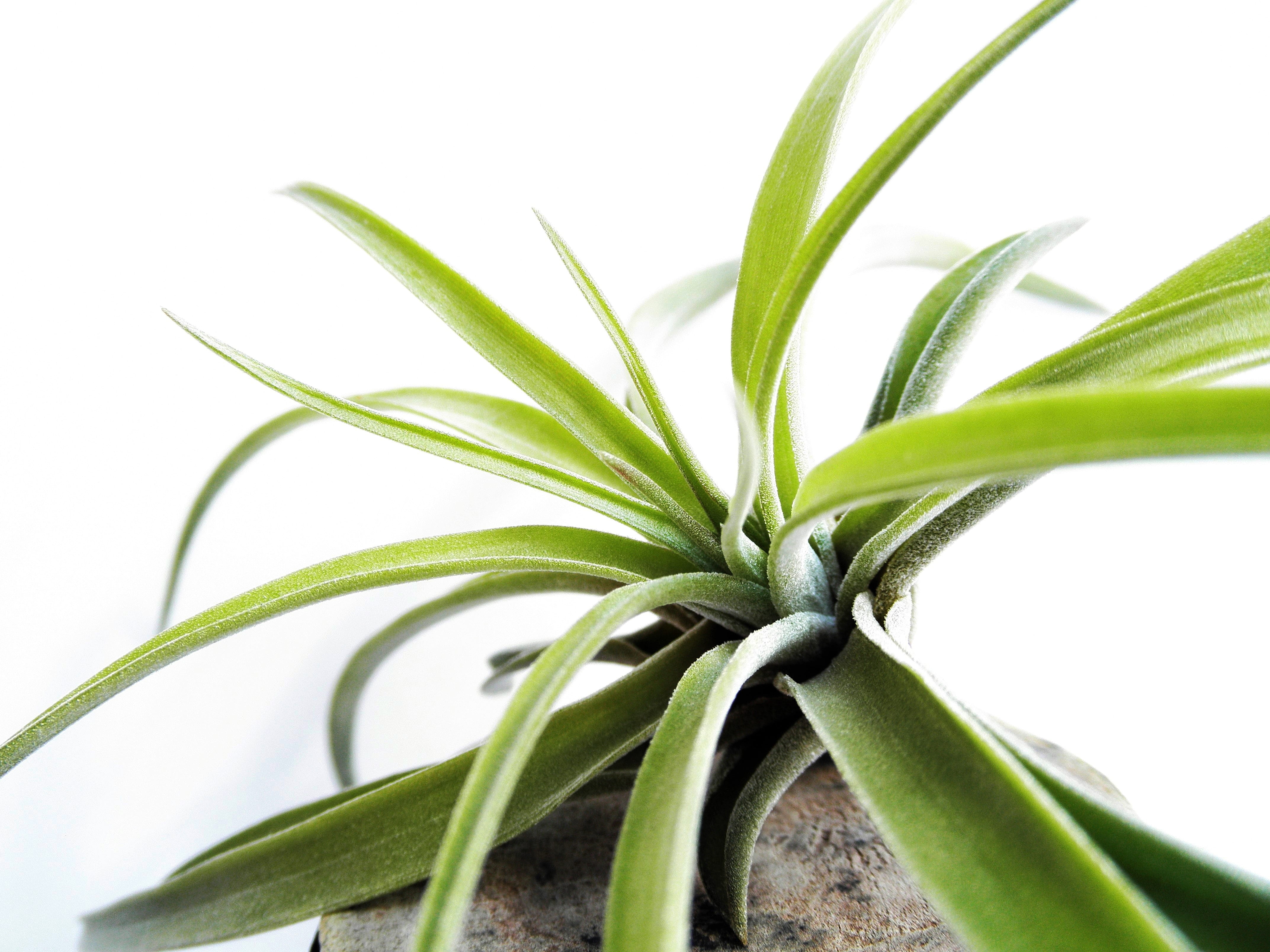 close-up, food, Leaf, studio shot, green, botany, growth, Tillandsia, plant part, medicine, outdoors, plant, nature, bromeliaceae, freshness, beauty in nature, HD Wallpaper