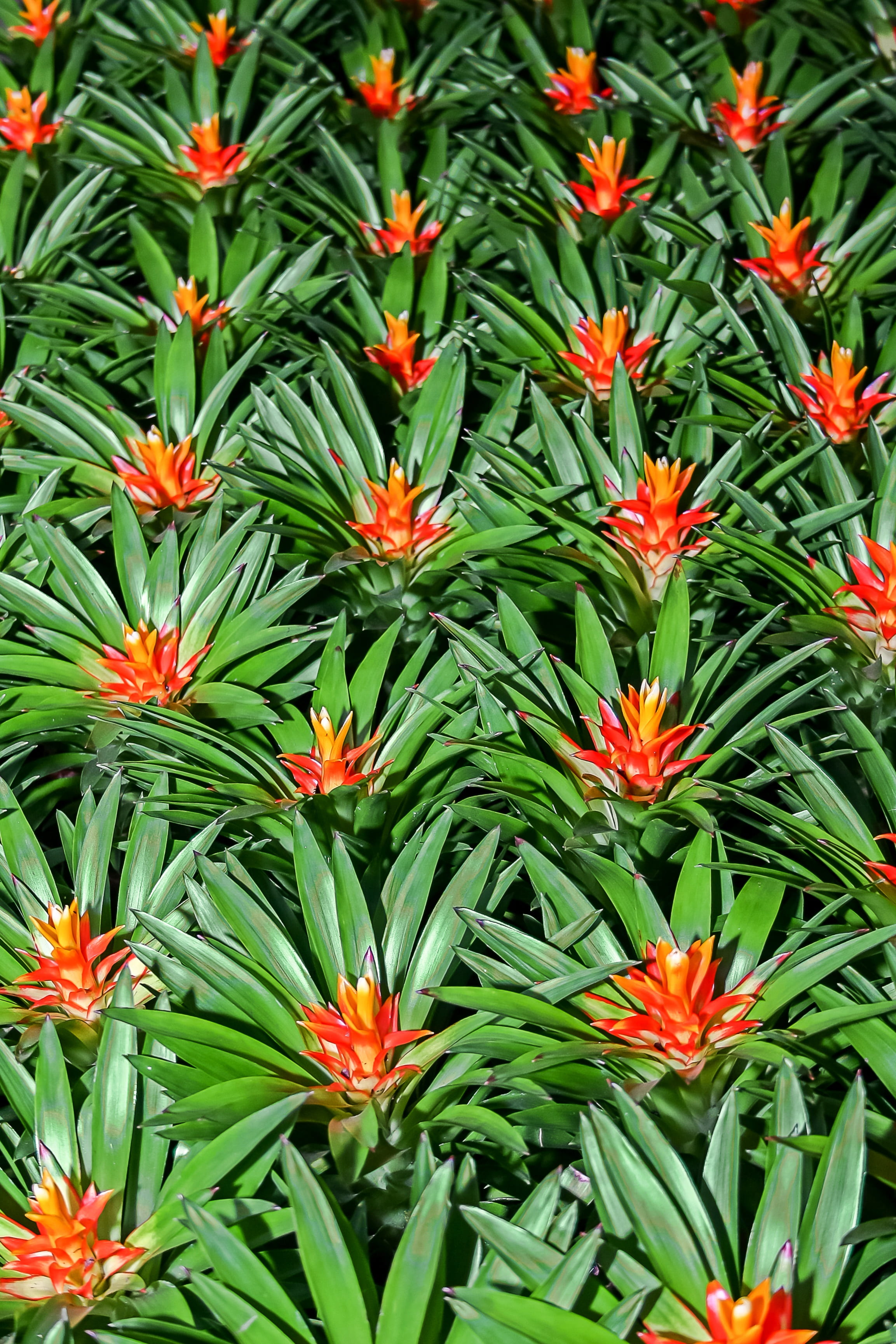 exotic, flowering plant, tillandsia, green color, flower, no people, bromeliad, red, exclusiv, nature, close-up, jungle, flora, high angle view, plant, Phone HD Wallpaper