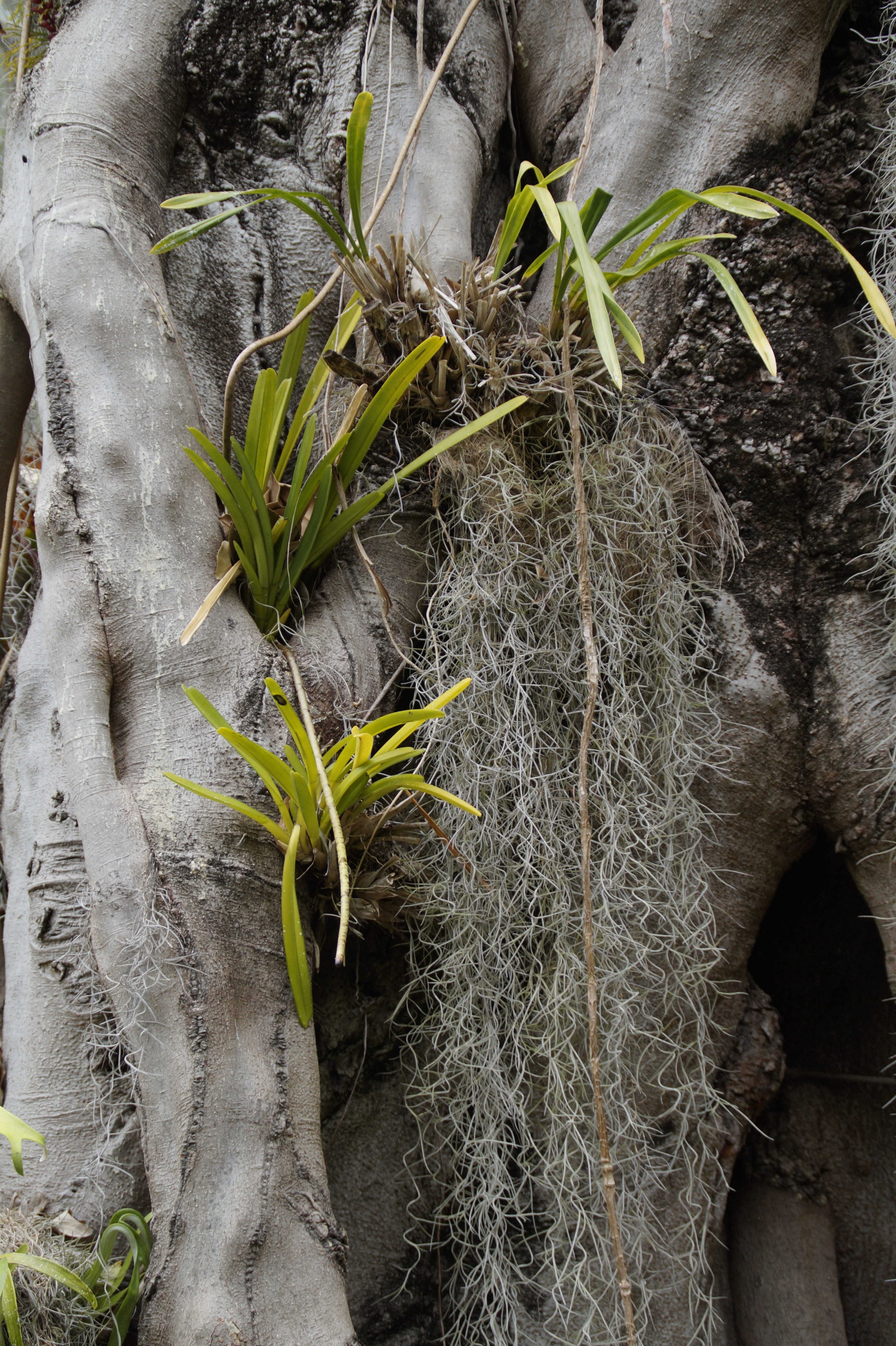 day, green color, moss, parasitic plants, plant, high angle view, outdoors, freshness, tree, leaf, wellbeing, spanish moss, tillandsia usneoides, nature, Phone HD Wallpaper