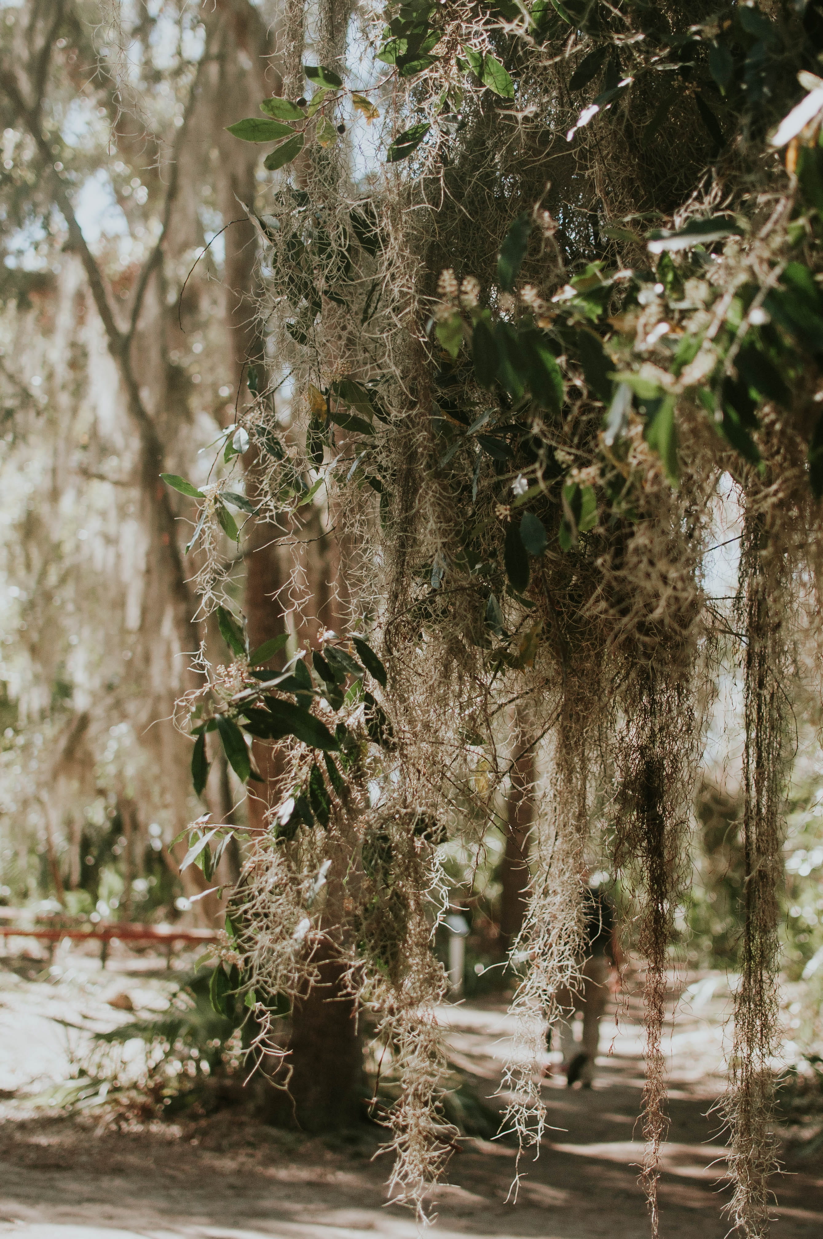 no people, 4K, one animal, wormsloe, moss, tree, animal themes, forest, savannah, day, united states, outdoors, spanish moss, tranquility, wormsloe historic site, Phone HD Wallpaper