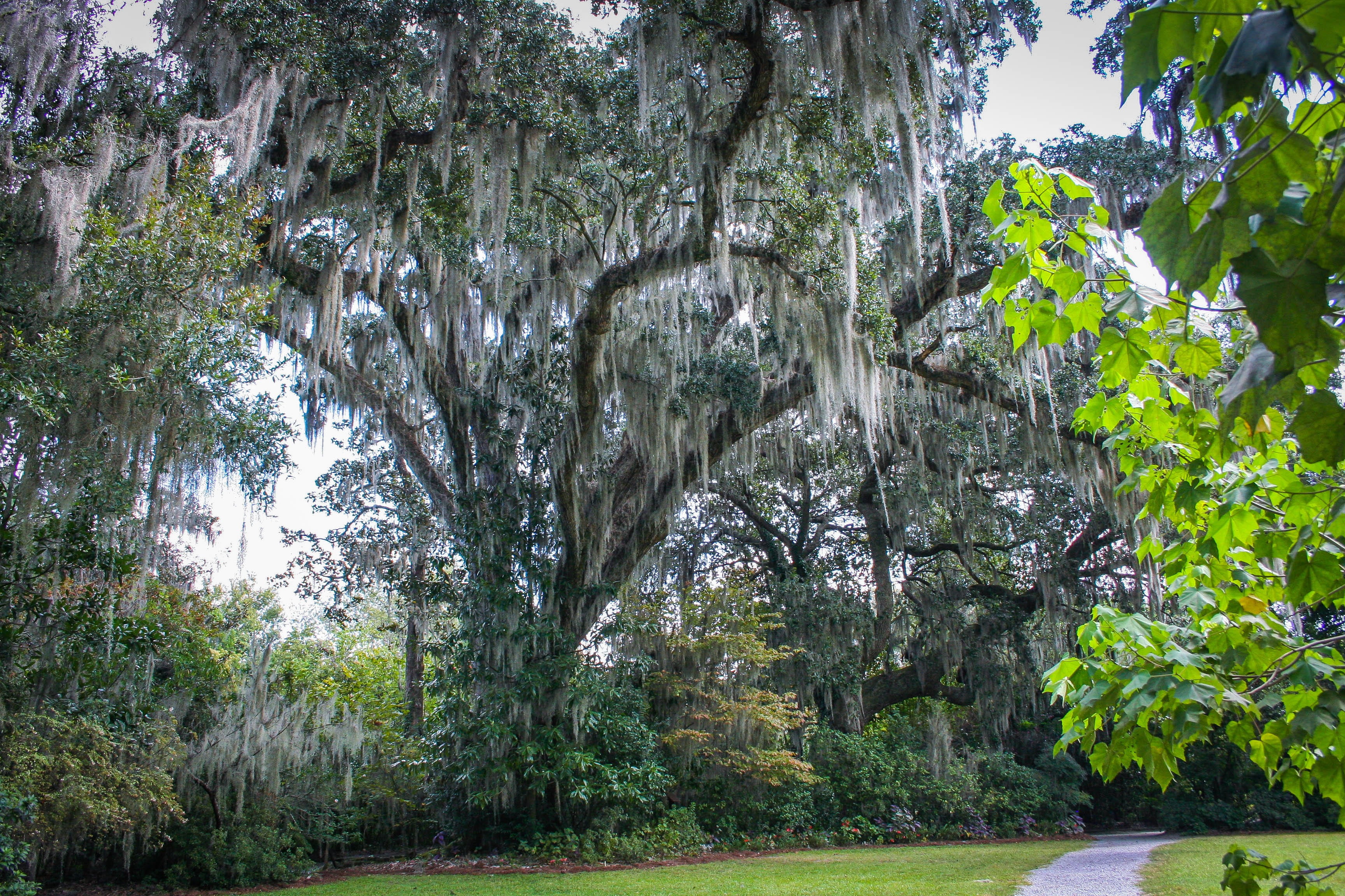 spanish moss, plant, trees, 2K, tranquility, forest, s, outdoors, trunk, scenics - nature, growth, garden, nature, eye, man, view, tree trunk, green color, HD Wallpaper