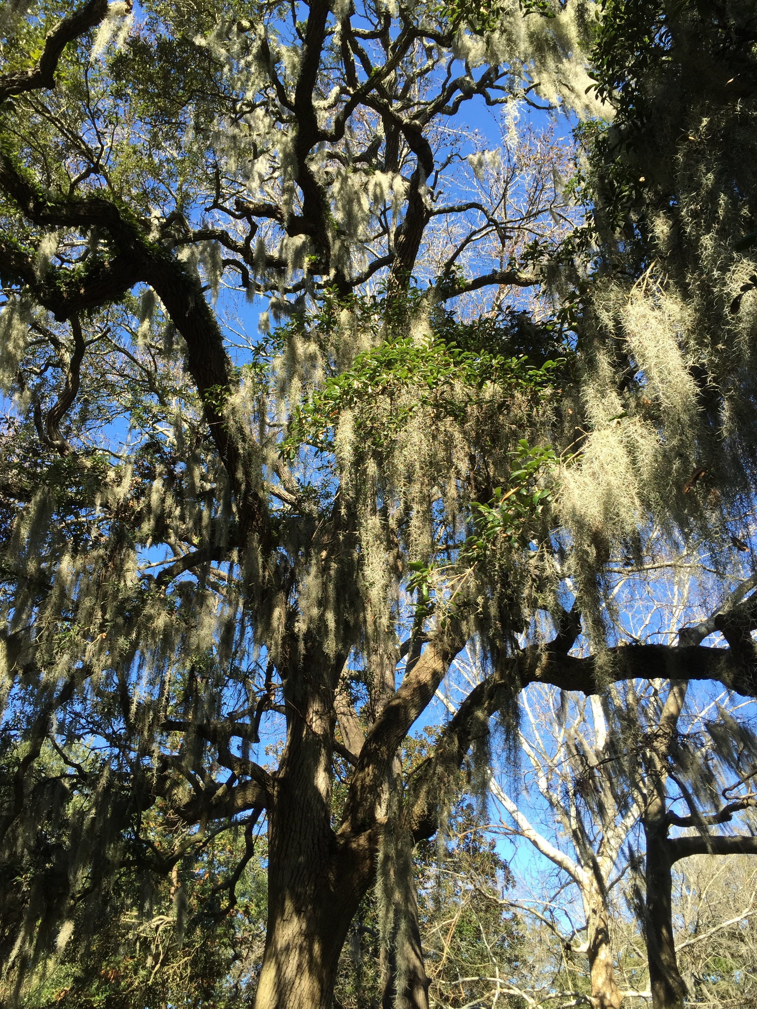 tree canopy, ga, forsyth park, tree, day, non-urban scene, 2K, south, sky, historic, tourism, southern, tree trunk, park, historical, tranquil scene, growth, Phone HD Wallpaper