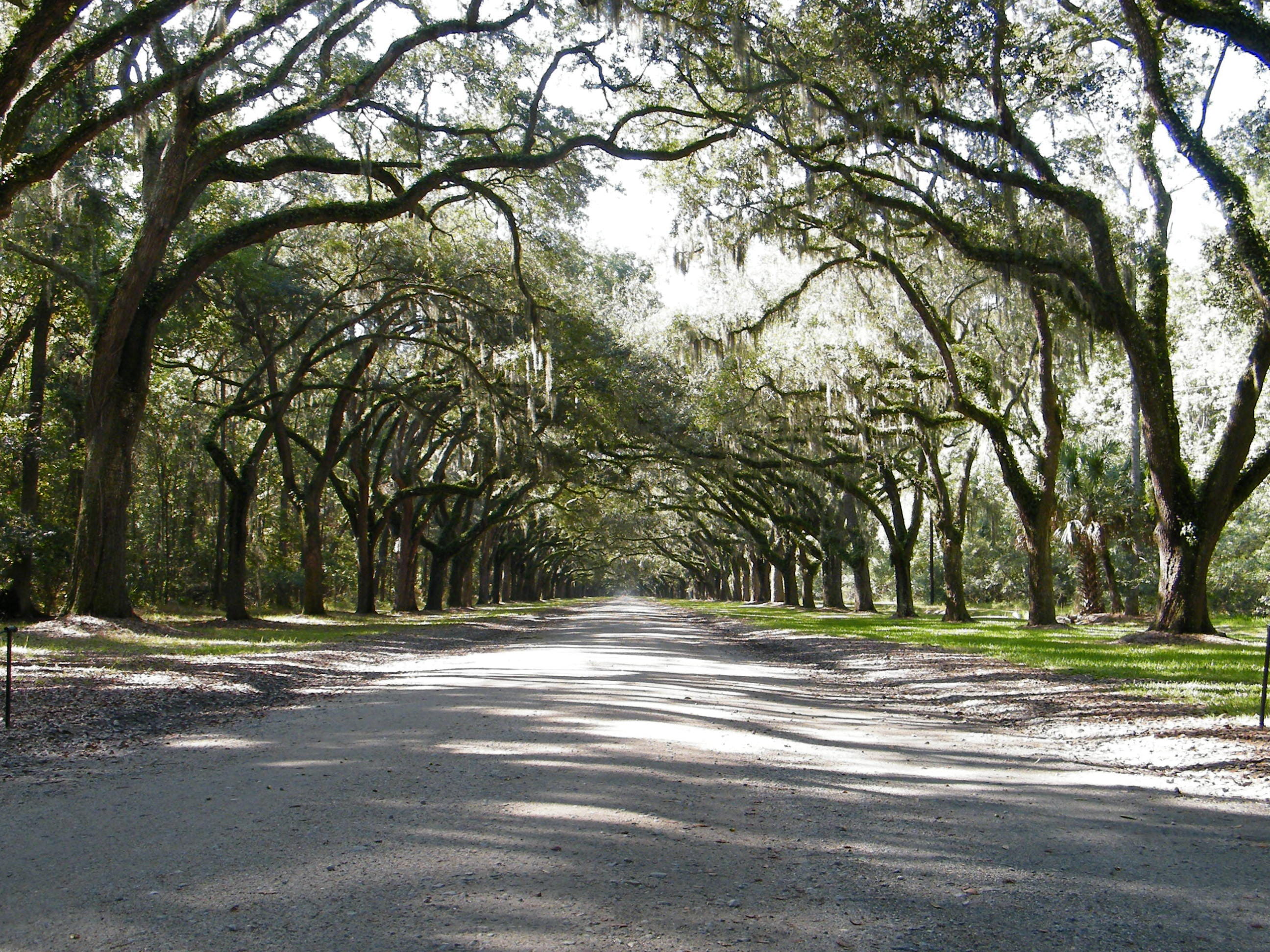 spanish moss, savannah, empty, long, day, beauty in nature, nature, tree canopy, tree, direction, growth, plant, the way forward, diminishing perspective, HD Wallpaper