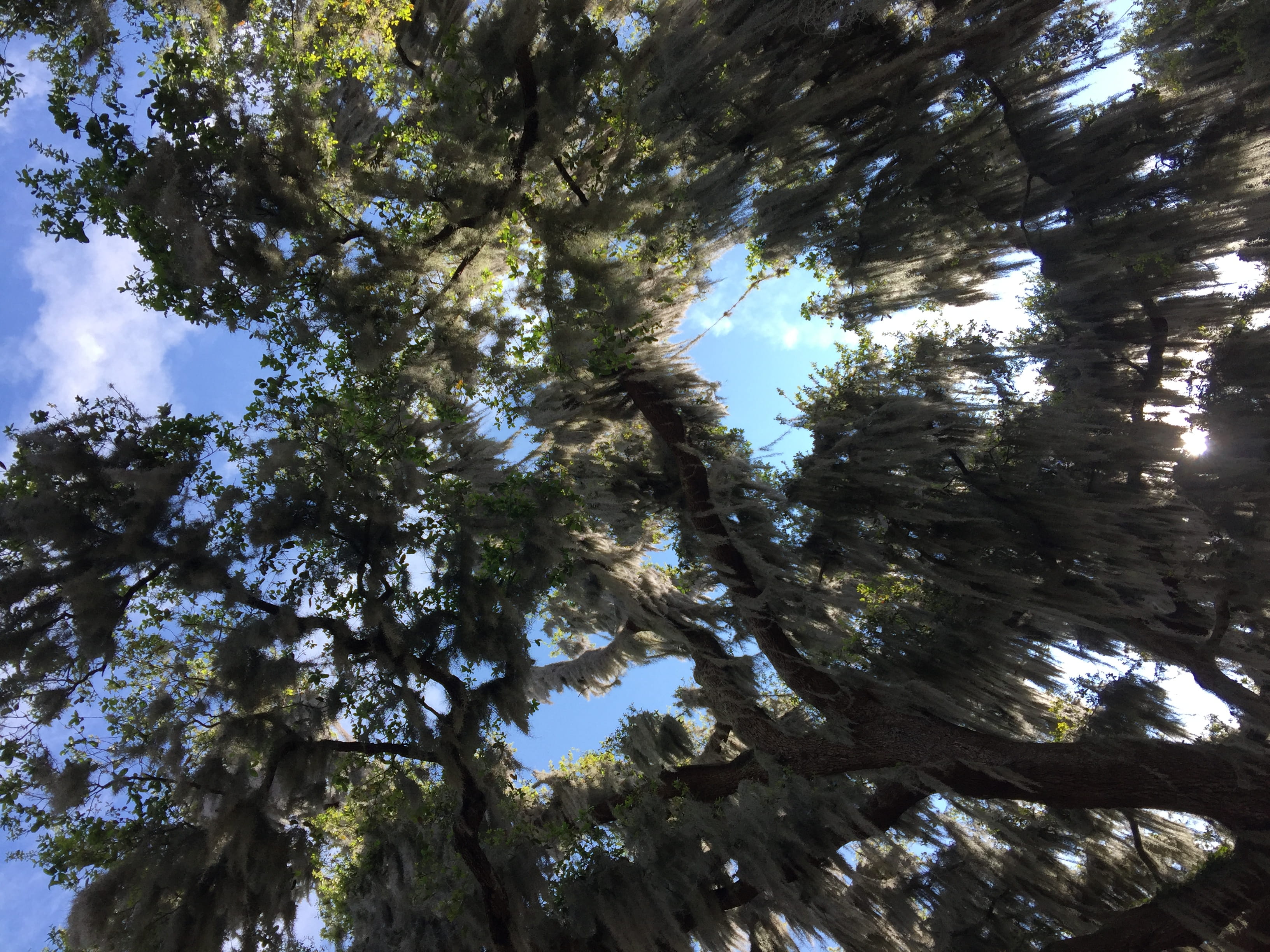 sunlight, growth, low angle view, land, 2K, outdoors, moss, oak tree, trees, trunk, sky, nature, tree, tree trunk, beauty in nature, spanish moss, west orange trail, HD Wallpaper