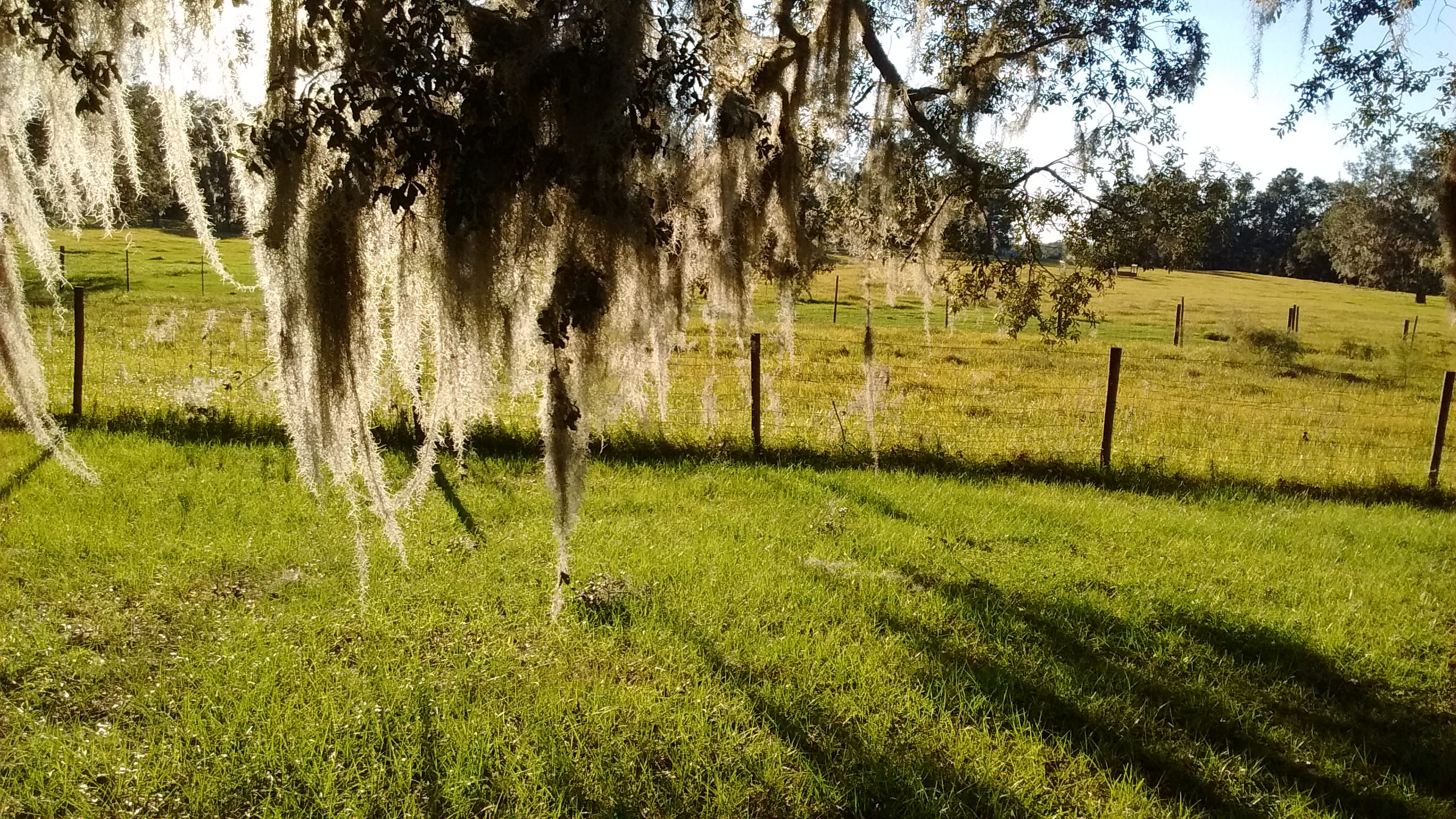 trees, tranquility, moss with sunlight, grass, growth, field, tranquil scene, land, sunset, day, beauty in nature, green color, sun, mammal, 2K, moss hanging from trees, HD Wallpaper