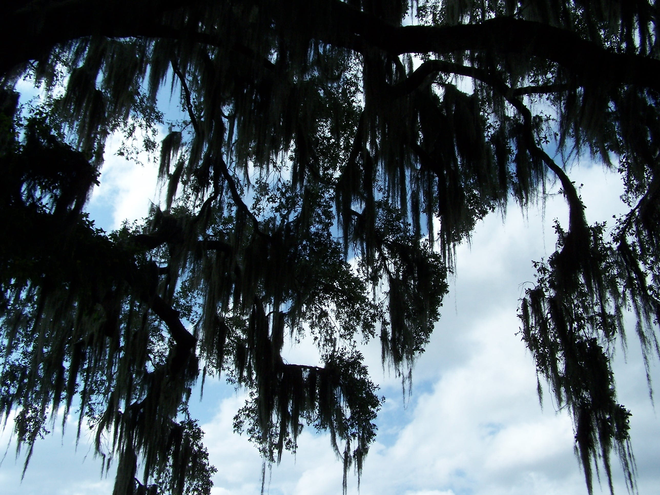 growth, outdoors, plant, woodland, beauty in nature, branch, idyllic, branches, trunk, tree trunk, 2K, environment, Silhouette, Spanish Moss, scenics - nature, HD Wallpaper
