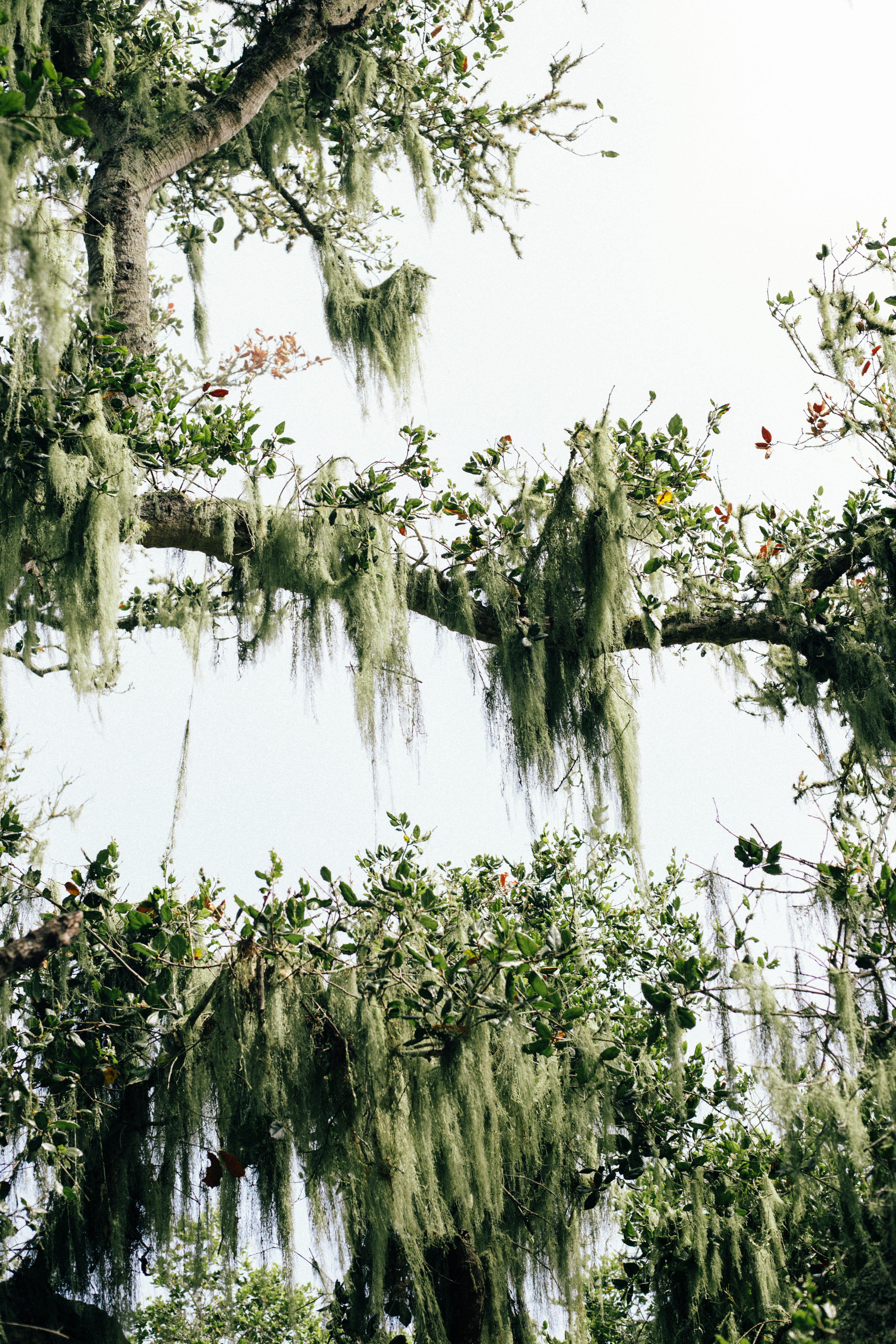 beauty in nature, 5K, tranquility, reflection, water, flower, green, lake, green color, trees, nature, washed out, no people, freshness, greenery, branch, Phone HD Wallpaper