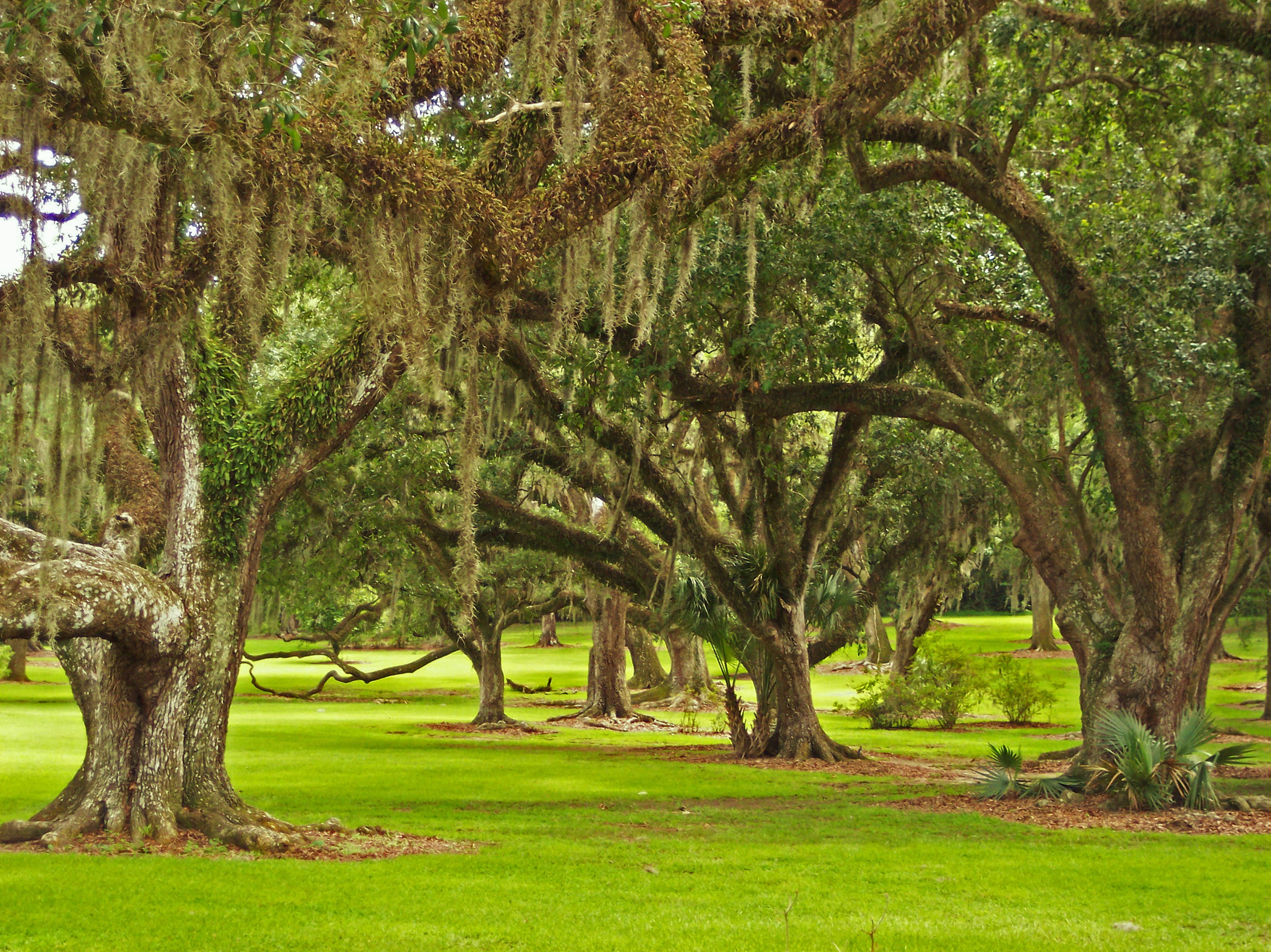 spring, trees, environment, green color, scenics - nature, field, tranquil scene, moss, green, landscape, beauty in nature, park, oaks, growth, 2K, tranquility, HD Wallpaper