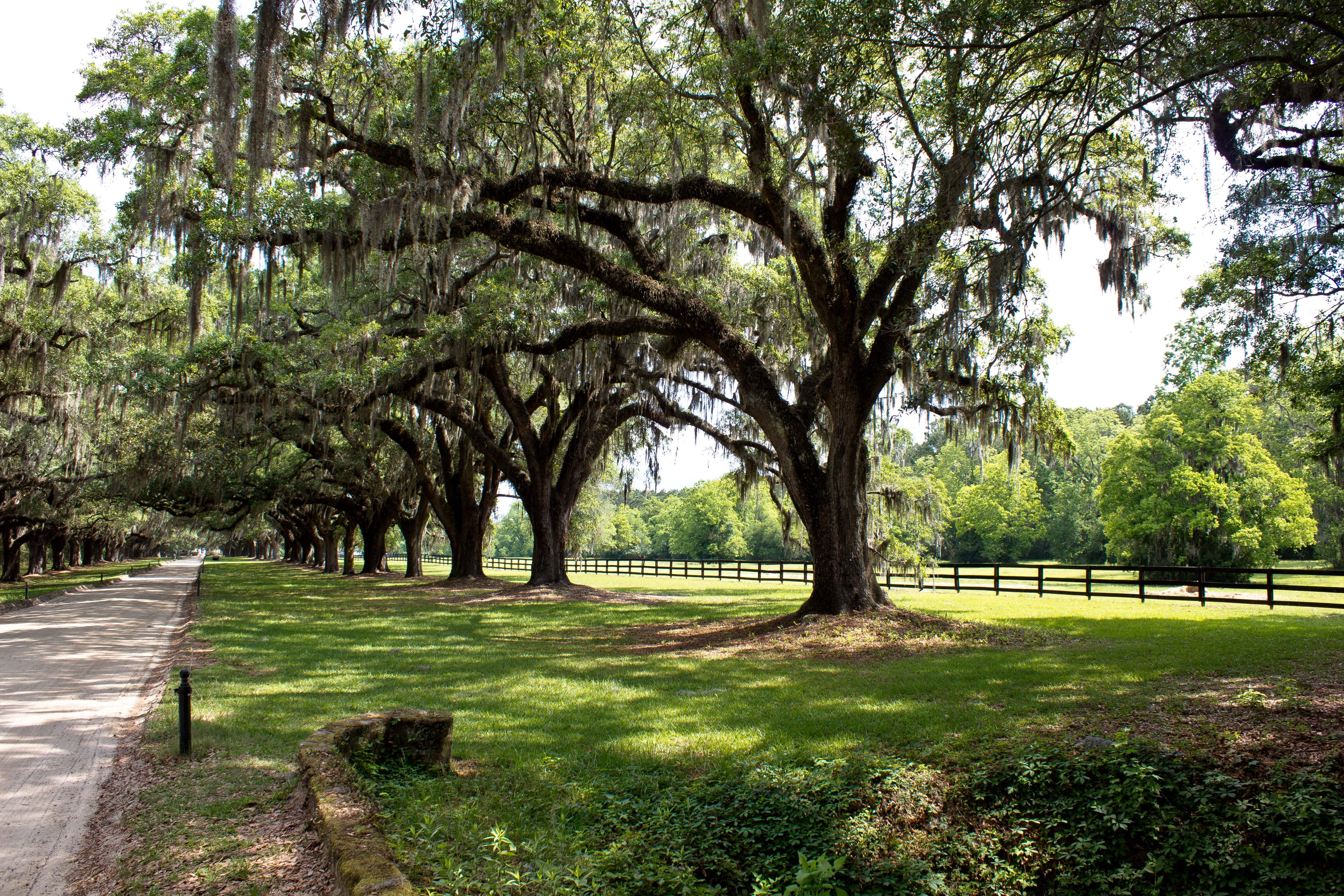 branch, canopy, summer, lush, scenic, incidental people, trunk, tranquil scene, plantation, woods, treelined, foliage, nature, day, scene, park, spanish moss, HD Wallpaper