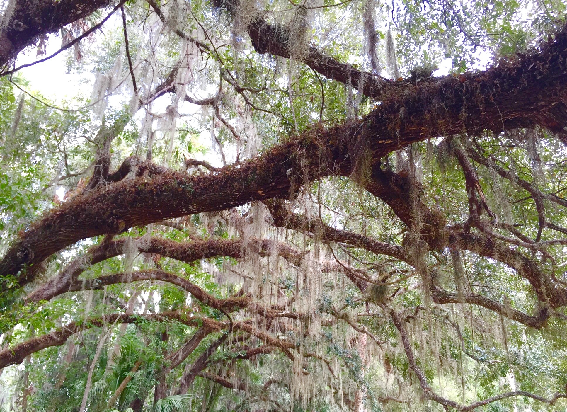 1080P, plant, branch, tranquility, trunk, low angle view, day, oak tree, scenics - nature, tranquil scene, moss, spanish moss, growth, nature, forest, HD Wallpaper